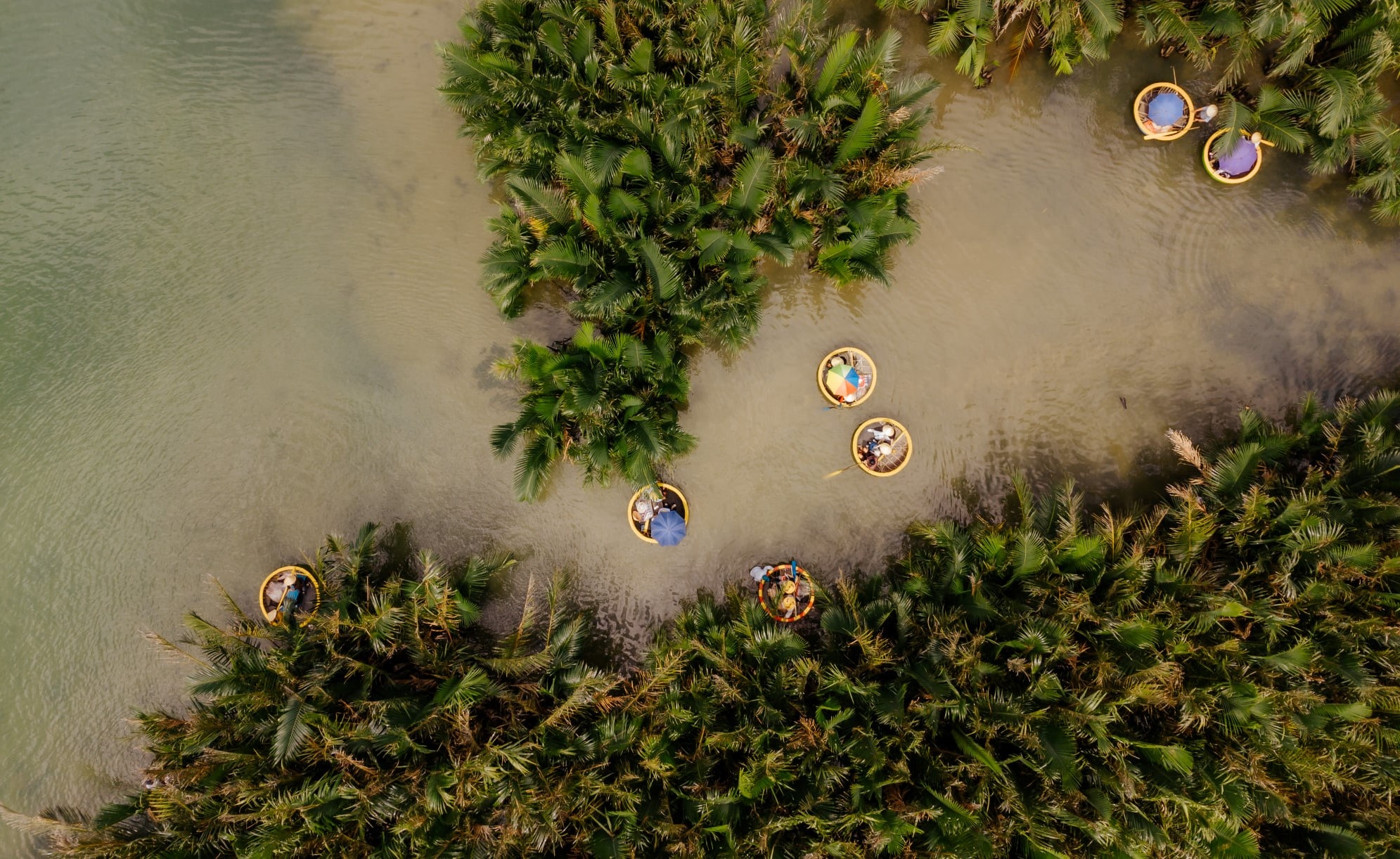 rung dua Bay Mau anh 1