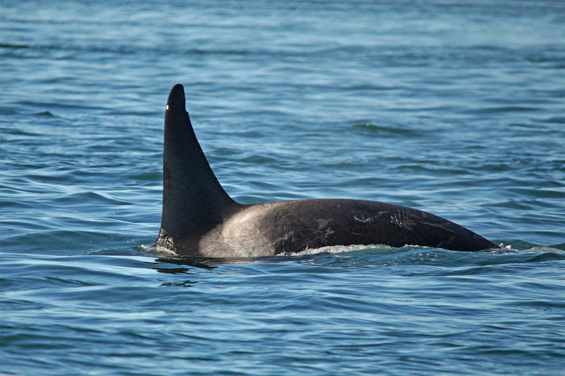 cheo thuyen kayak Canada anh 3