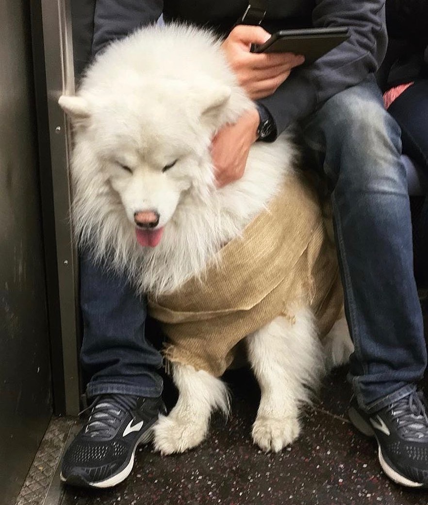 chó trên tàu điện ảnh 5 cho tren tau dien anh 5