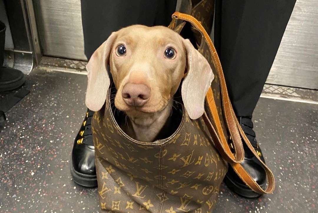 Khach di tau dien ngam o My sang tao cach xach cho hinh anh