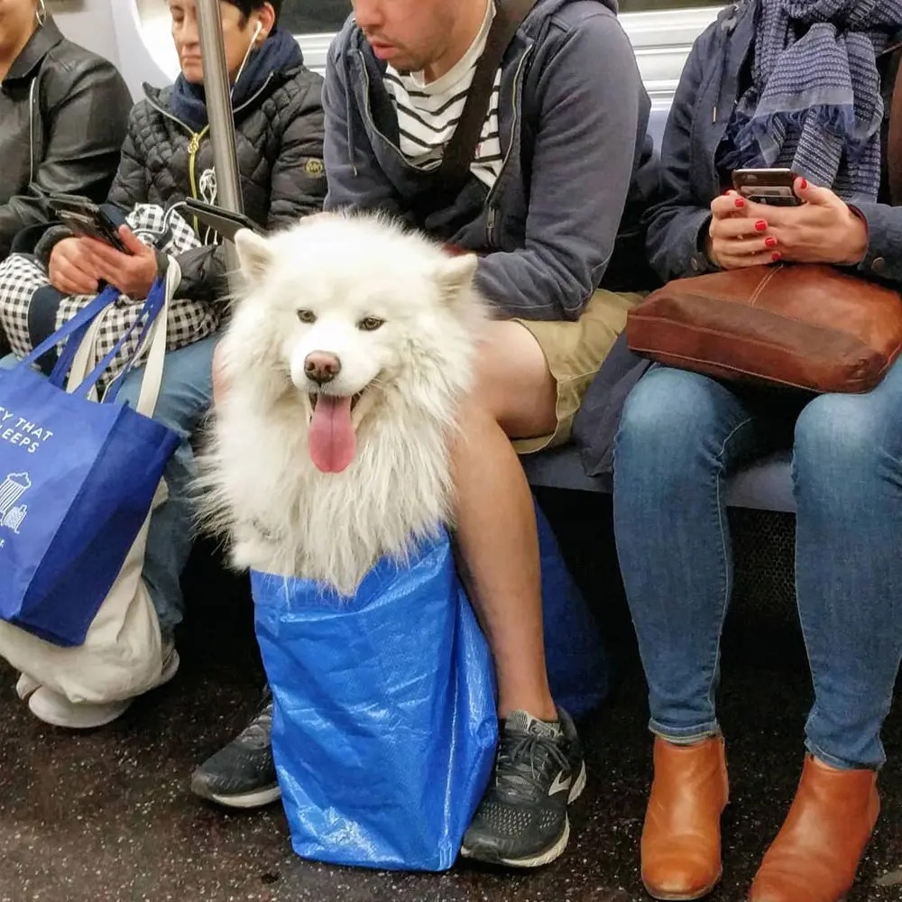 chó trên tàu điện ảnh 11 cho tren tau dien anh 11