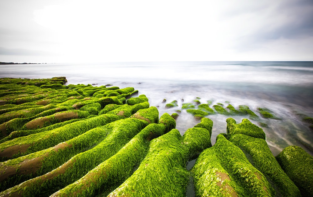 9 bai bien nhuom reu khap the gioi hinh anh