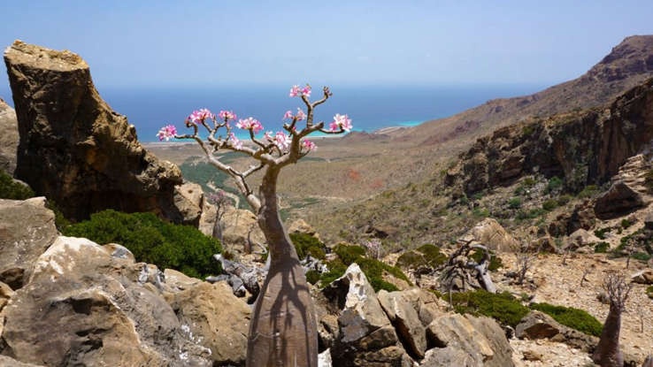 Đảo Socotra ảnh 2 Dao Socotra anh 2