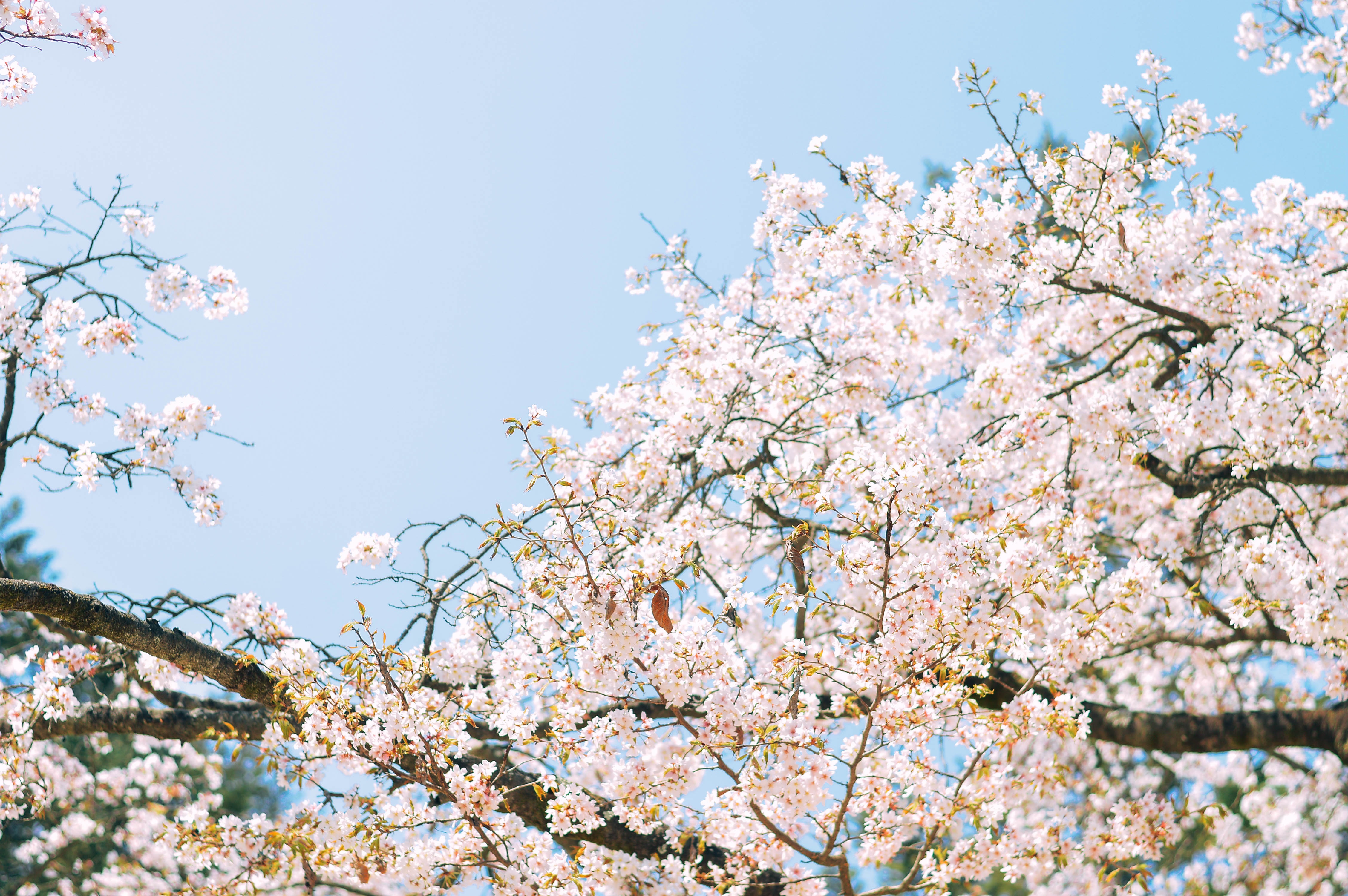 hoa anh đào hàn quốc ảnh 6 hoa anh dao han quoc anh 6