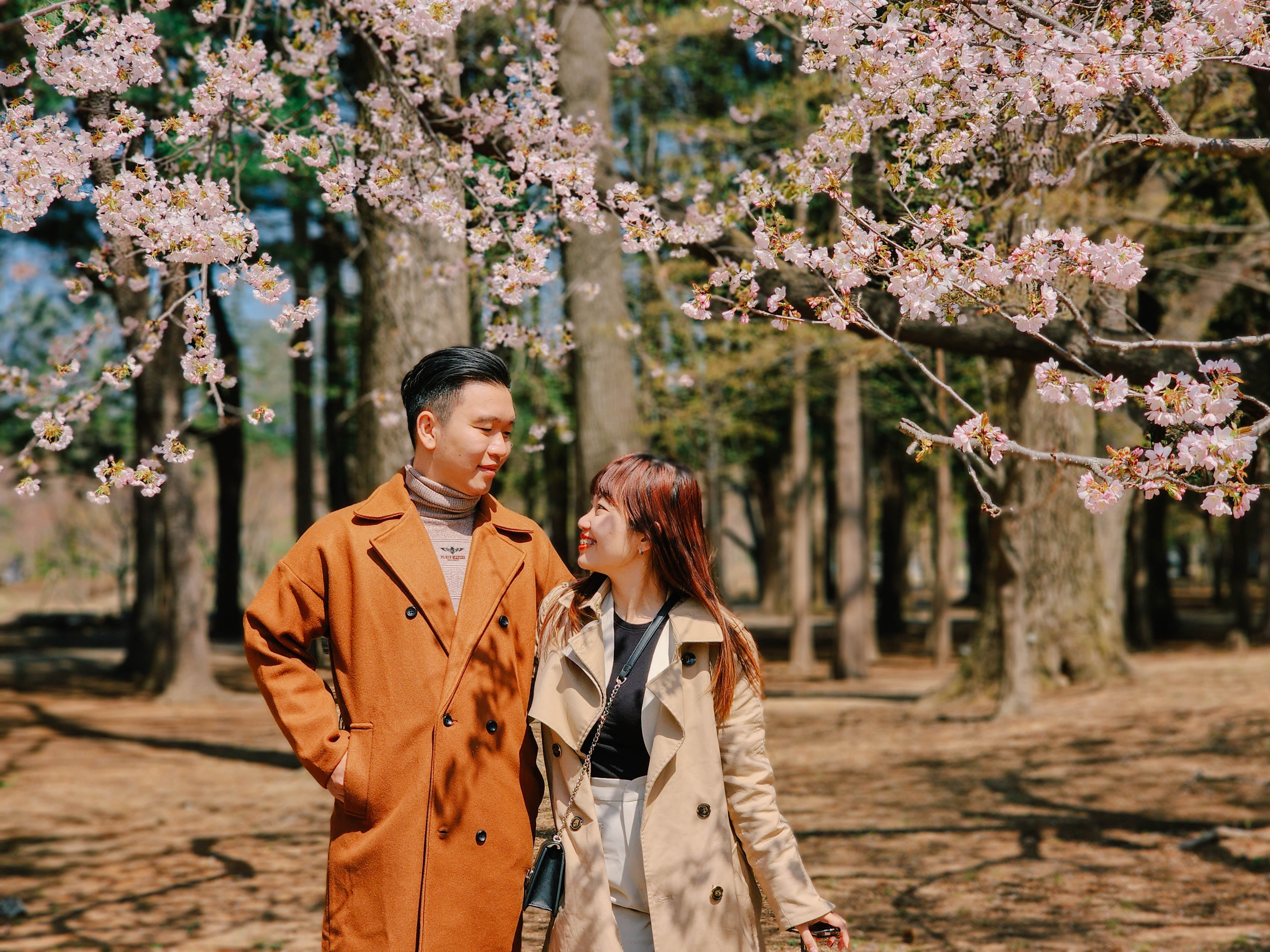 4 ngay ngam hoa anh dao tai Han Quoc hinh anh