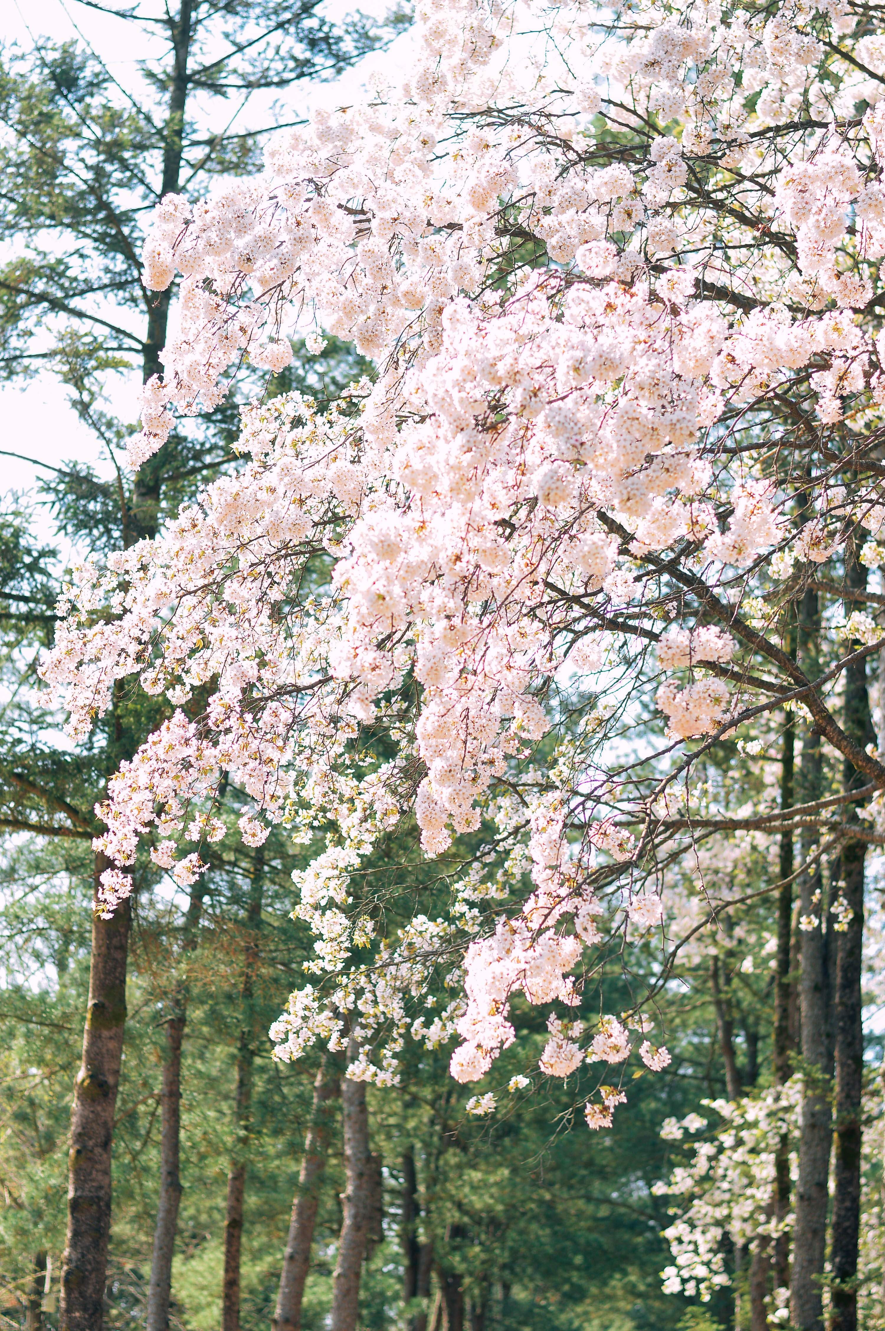 hoa anh đào hàn quốc ảnh 5 hoa anh dao han quoc anh 5