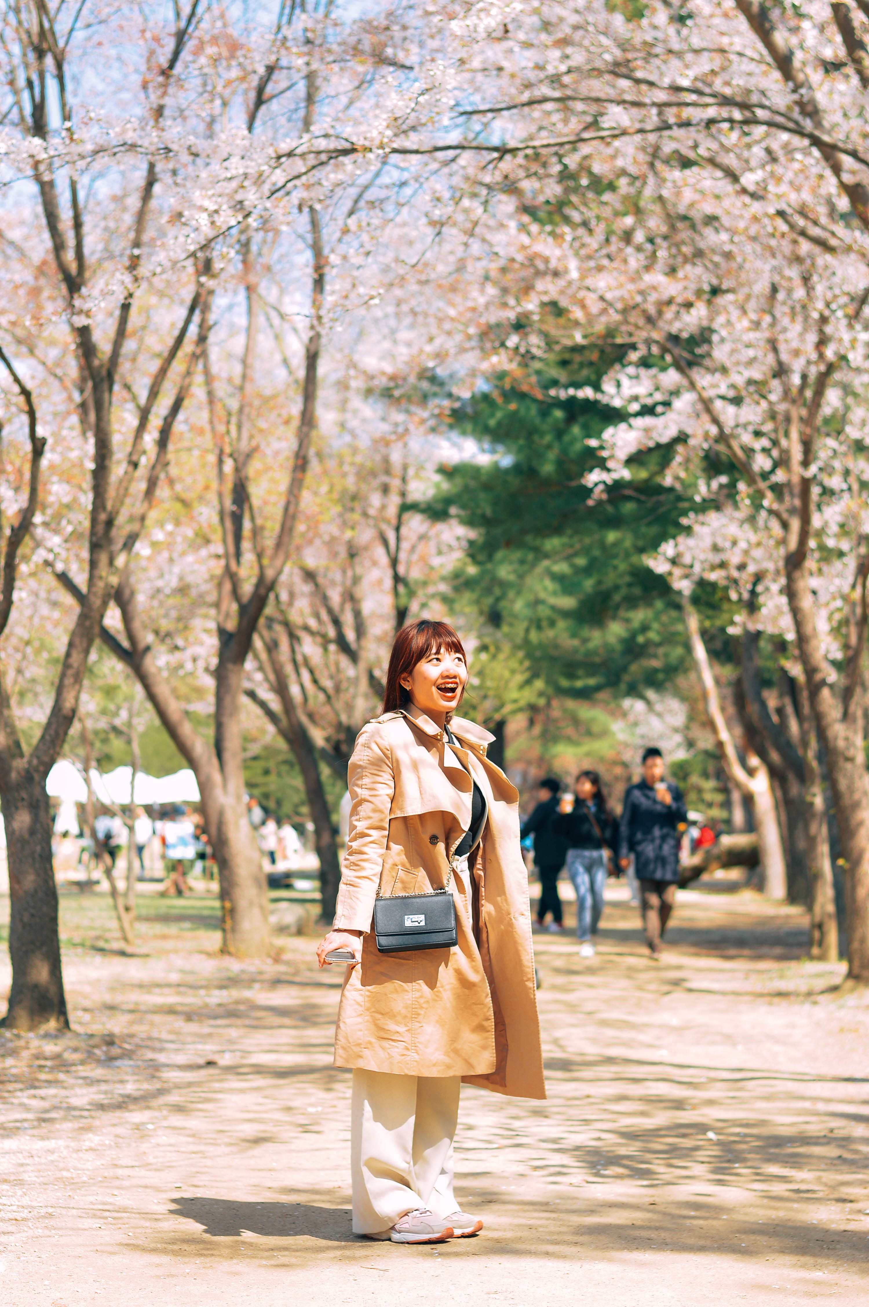 hoa anh đào hàn quốc ảnh 12 hoa anh dao han quoc anh 12