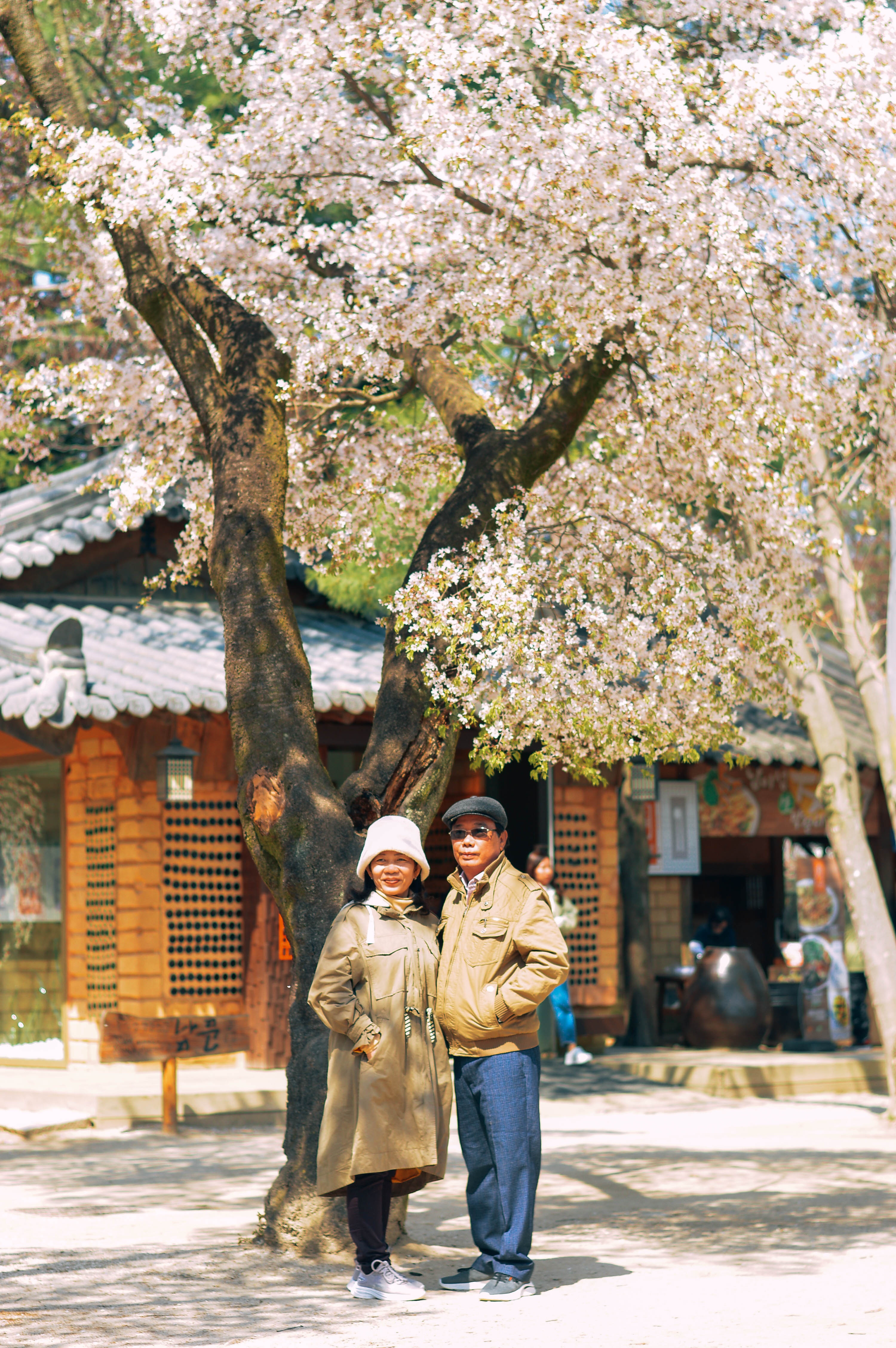 hoa anh đào hàn quốc ảnh 13 hoa anh dao han quoc anh 13