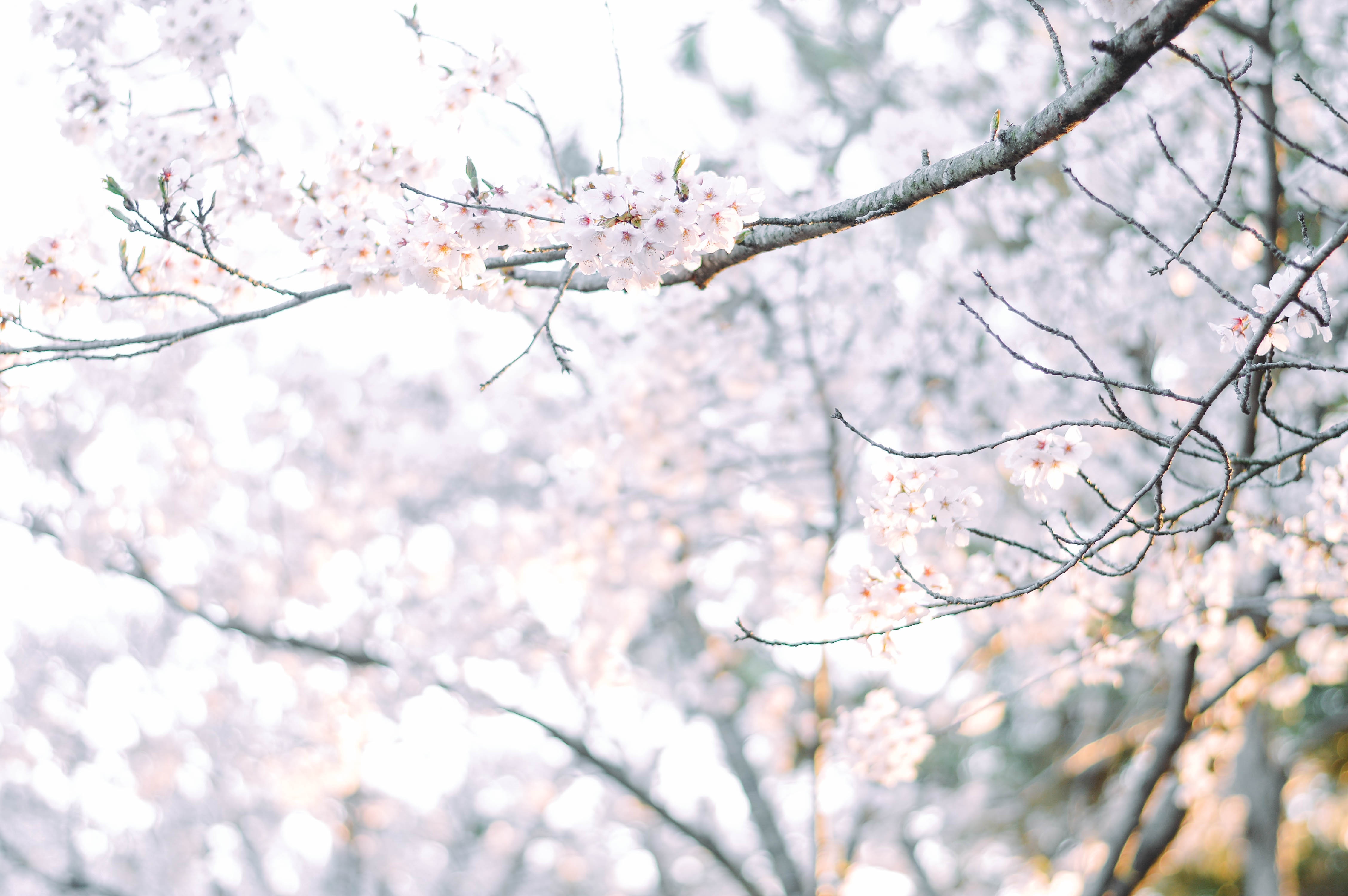 hoa anh đào hàn quốc ảnh 2 hoa anh dao han quoc anh 2