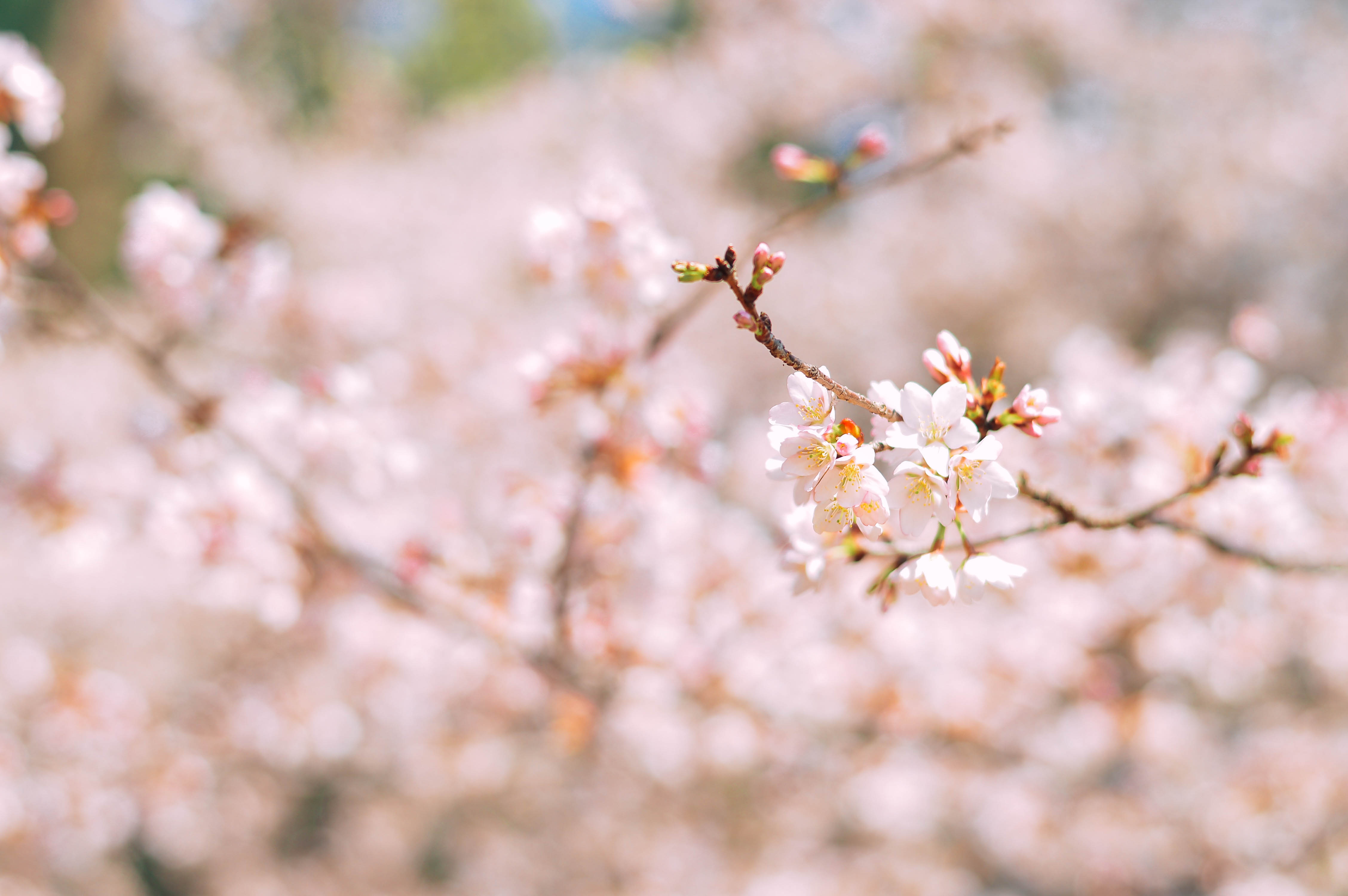 hoa anh dao han quoc anh 14