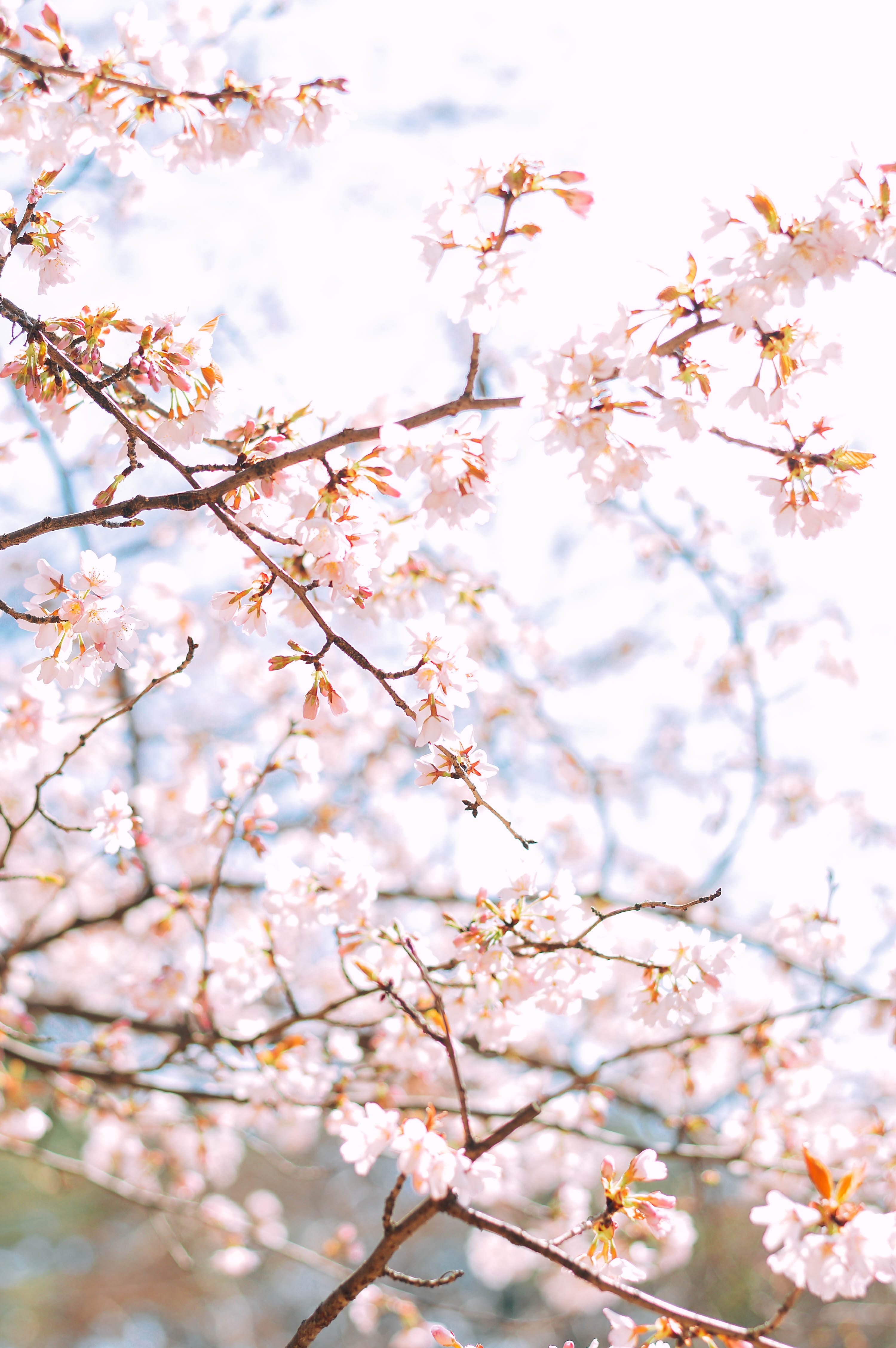 hoa anh đào hàn quốc ảnh 3 hoa anh dao han quoc anh 3