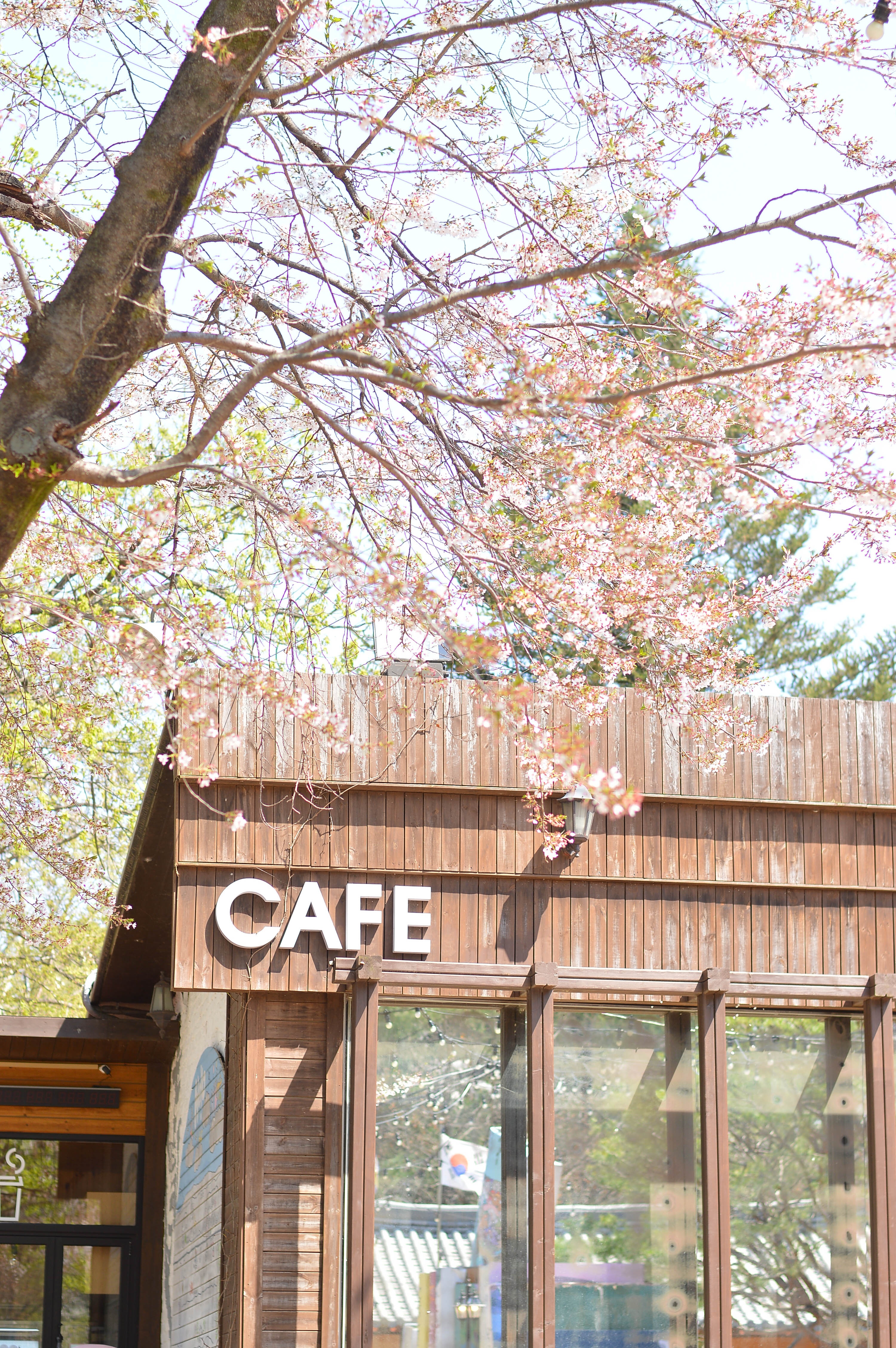 hoa anh đào hàn quốc ảnh 4 hoa anh dao han quoc anh 4