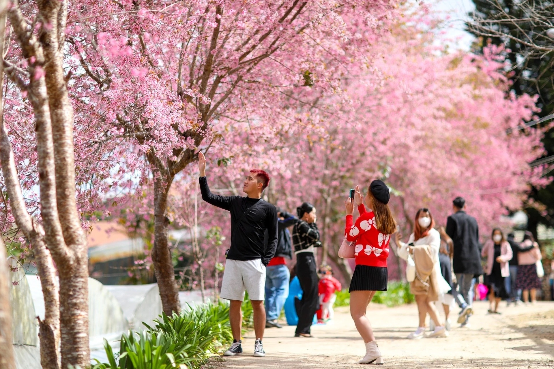 Da Lat kin phong nho mua mai anh dao no muon hinh anh