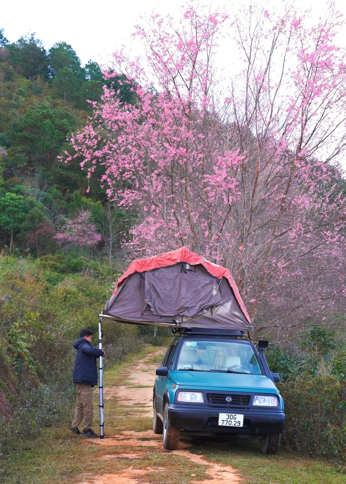 ngam hoa,  mai anh dao,  du lich noi dia anh 2