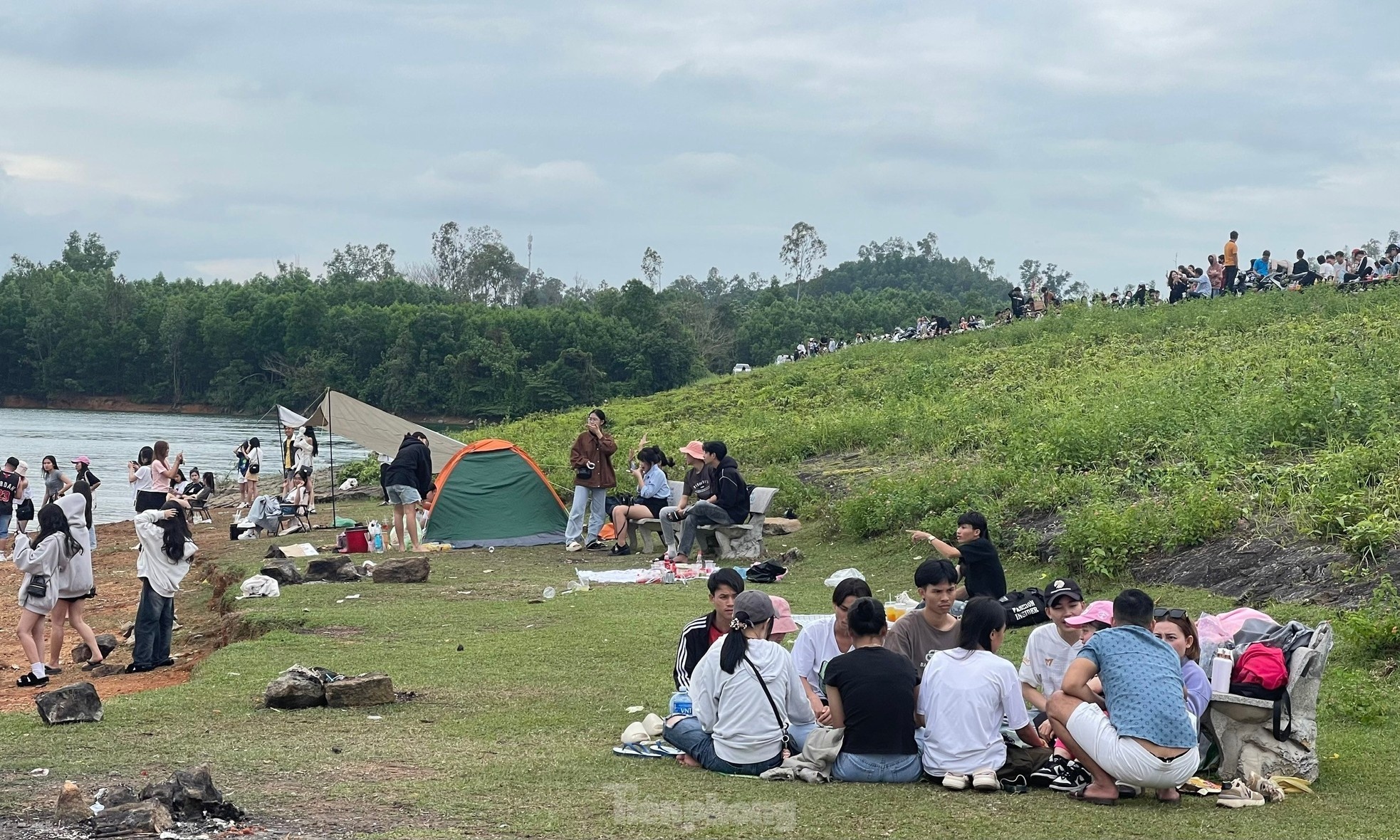 cay co don Quang Nam anh 12