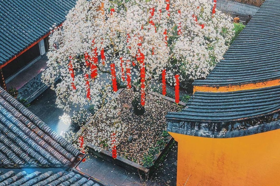 Do xo, chen lan de check-in voi mot cay hoa o Trung Quoc hinh anh