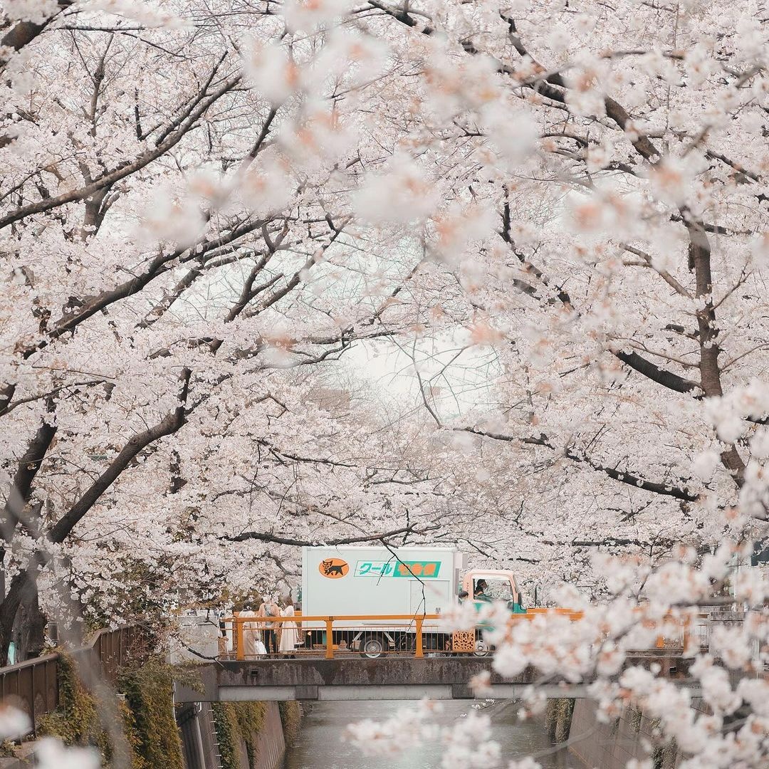 ngắm hoa anh đào ảnh 9 ngam hoa anh dao anh 9