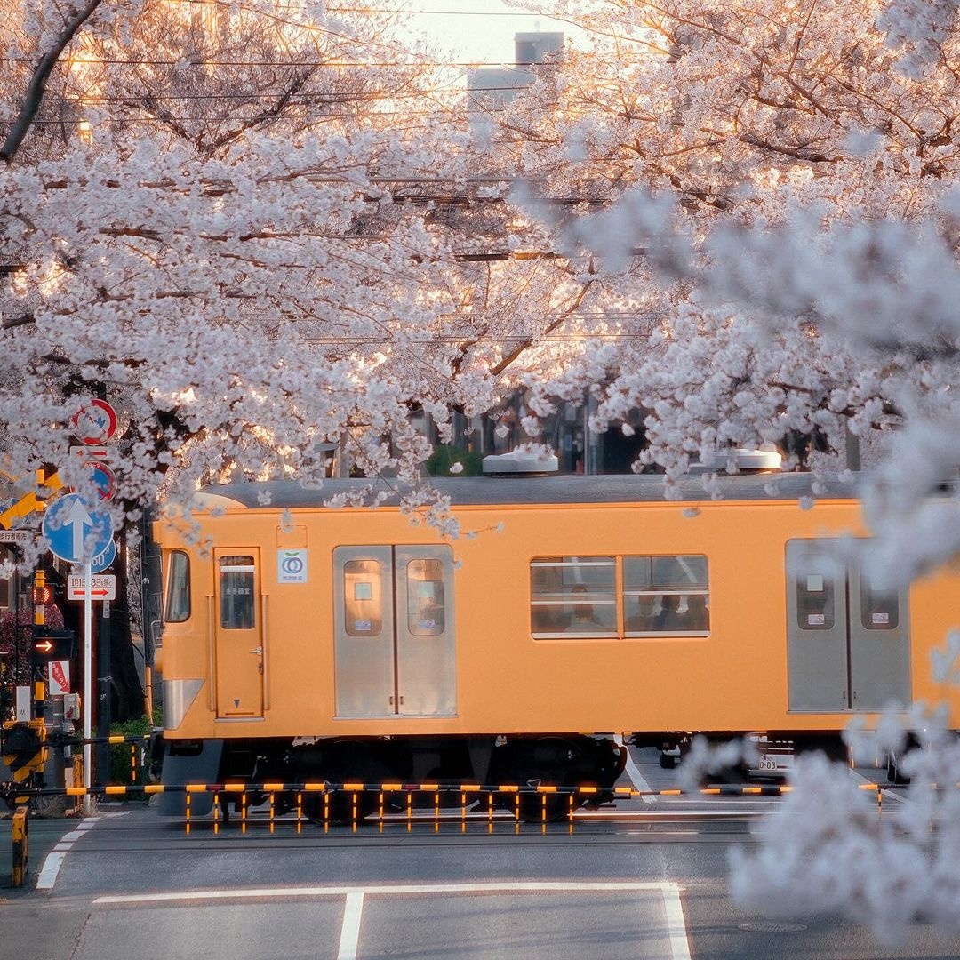 ngắm hoa anh đào ảnh 7 ngam hoa anh dao anh 7