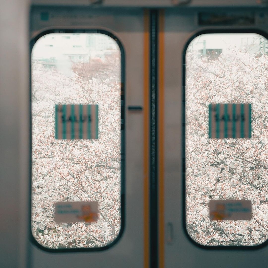 ngắm hoa anh đào ảnh 8 ngam hoa anh dao anh 8