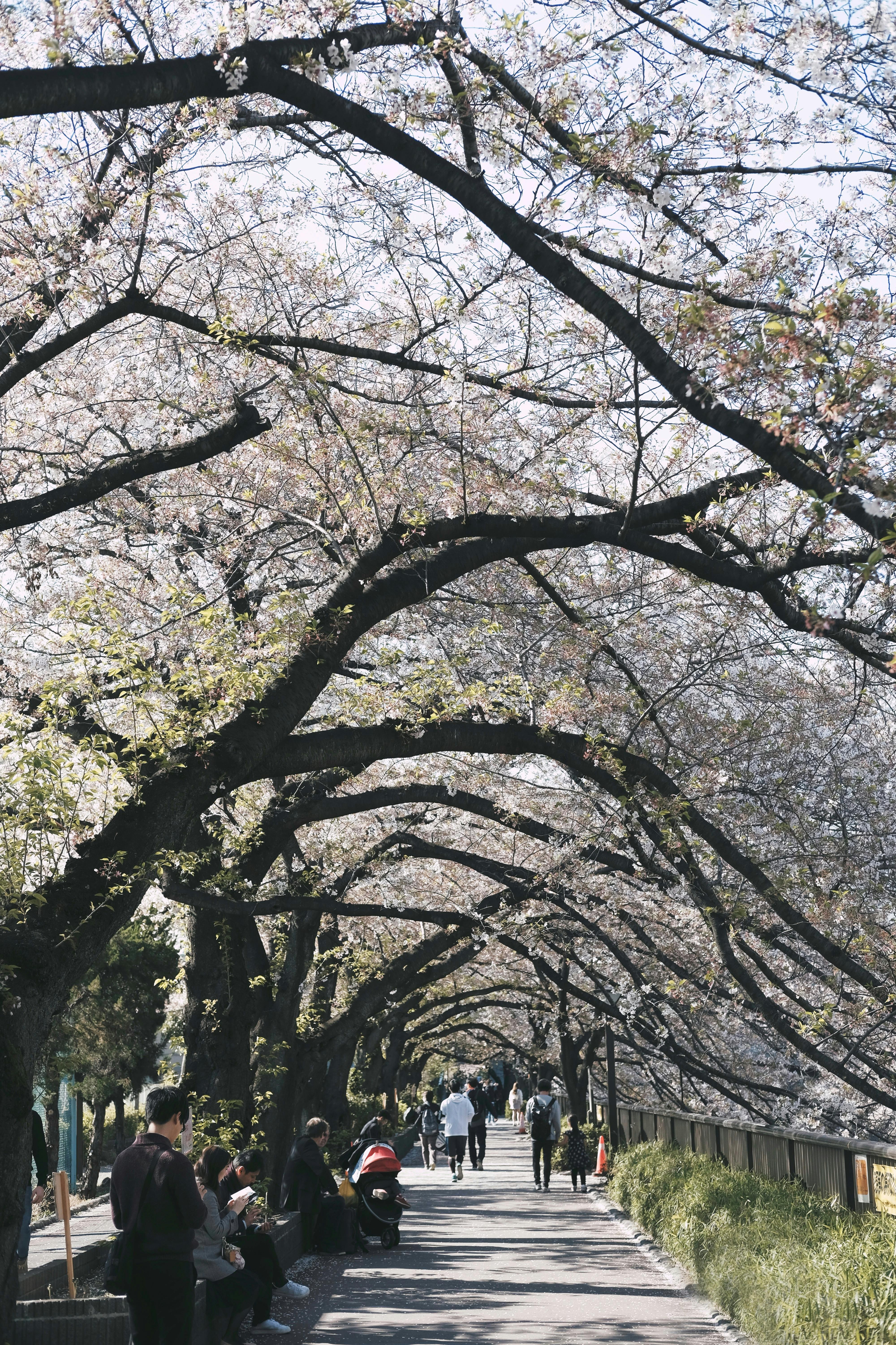 ngắm hoa anh đào ảnh 3 ngam hoa anh dao anh 3