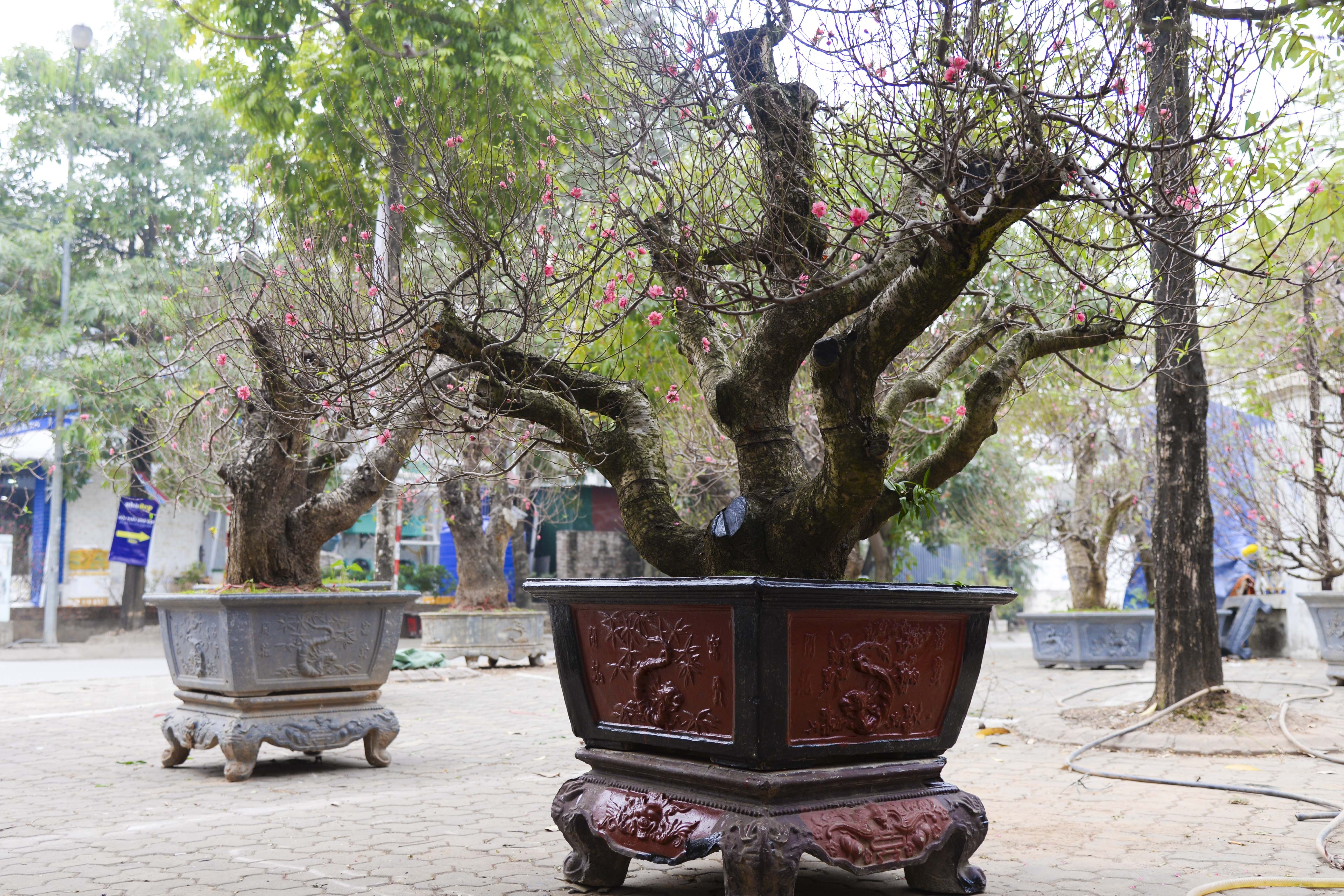 gia ban dao tet anh 10