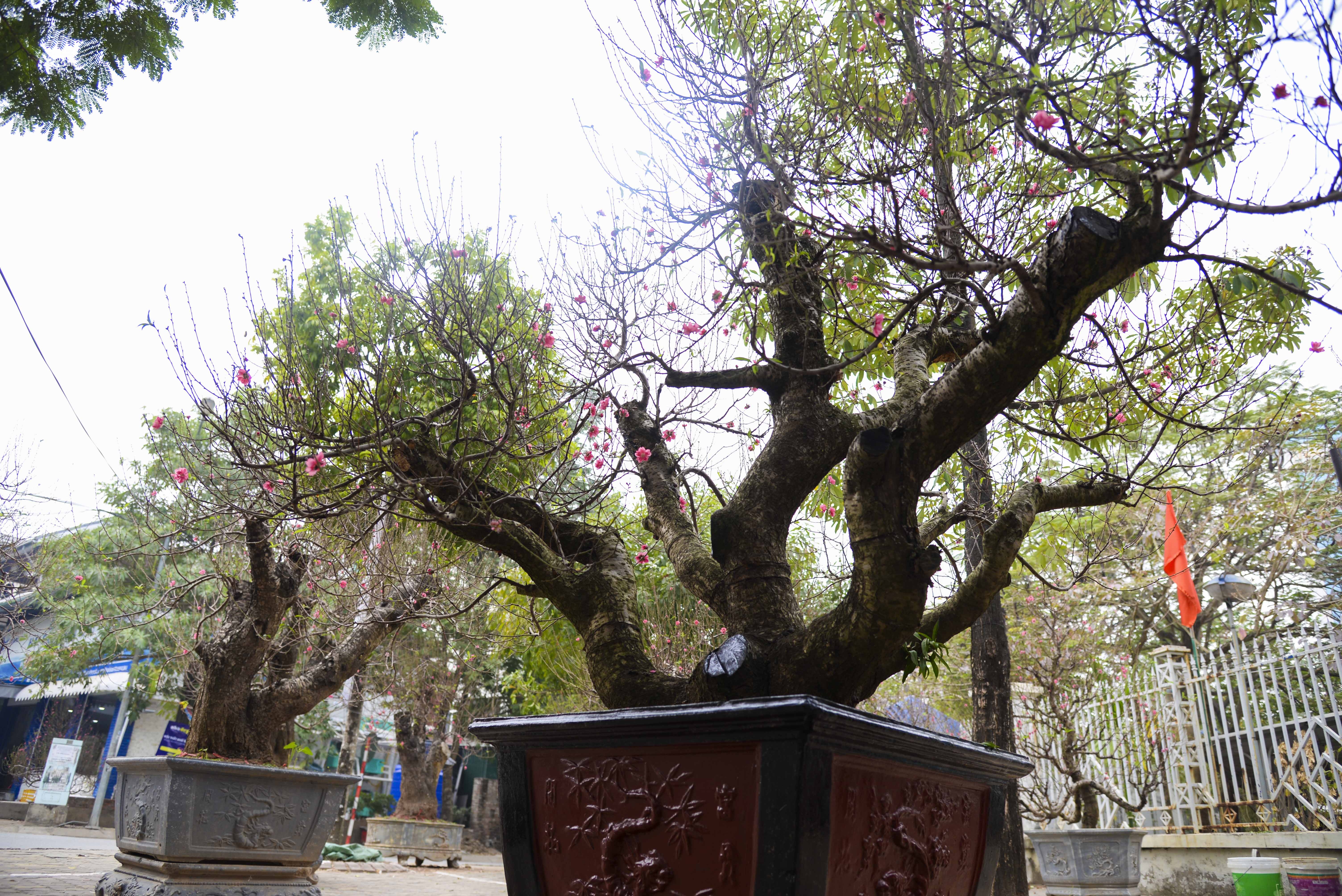 Cay dao gia thue 40 trieu dong xuong pho hinh anh