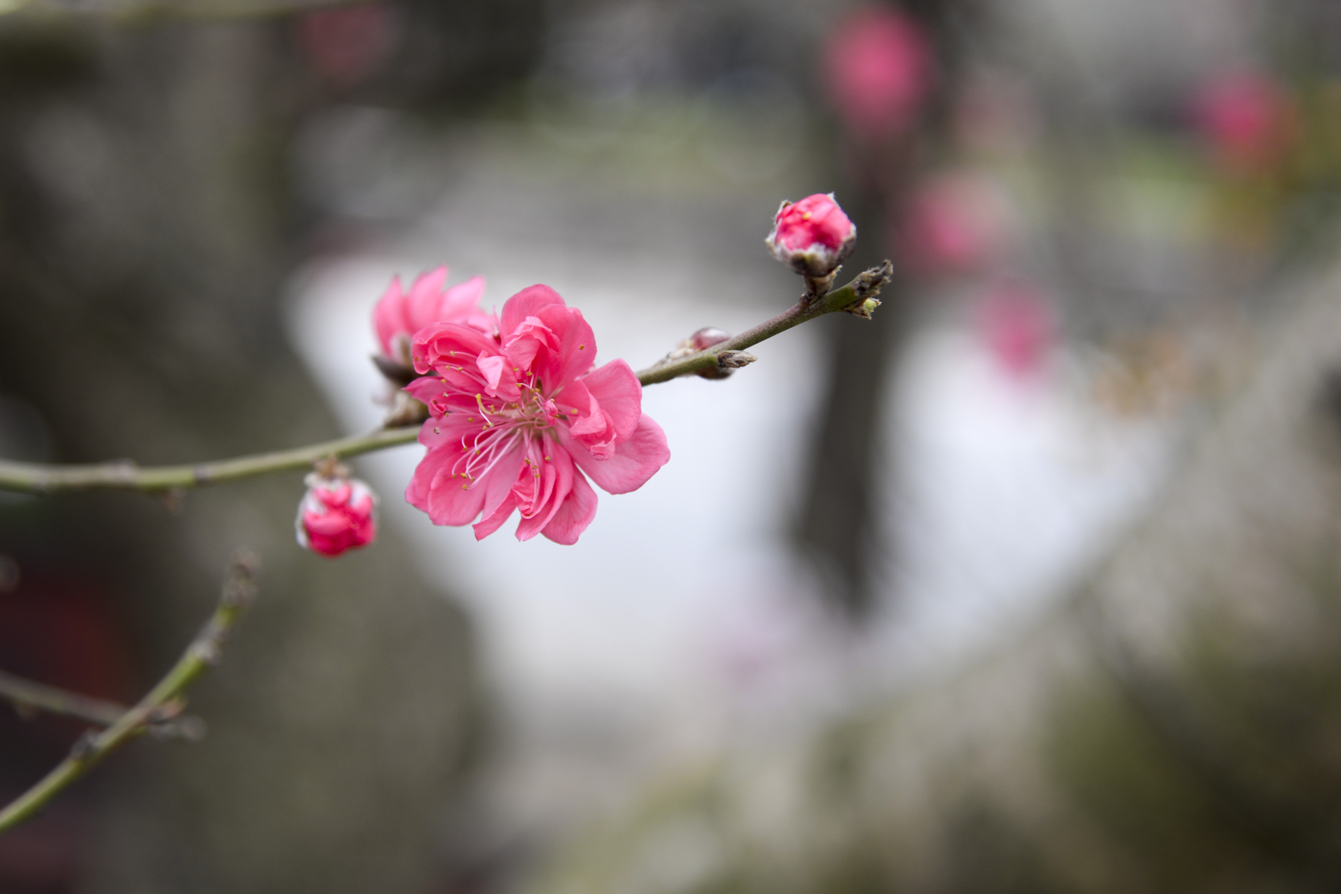 gia ban dao tet anh 12