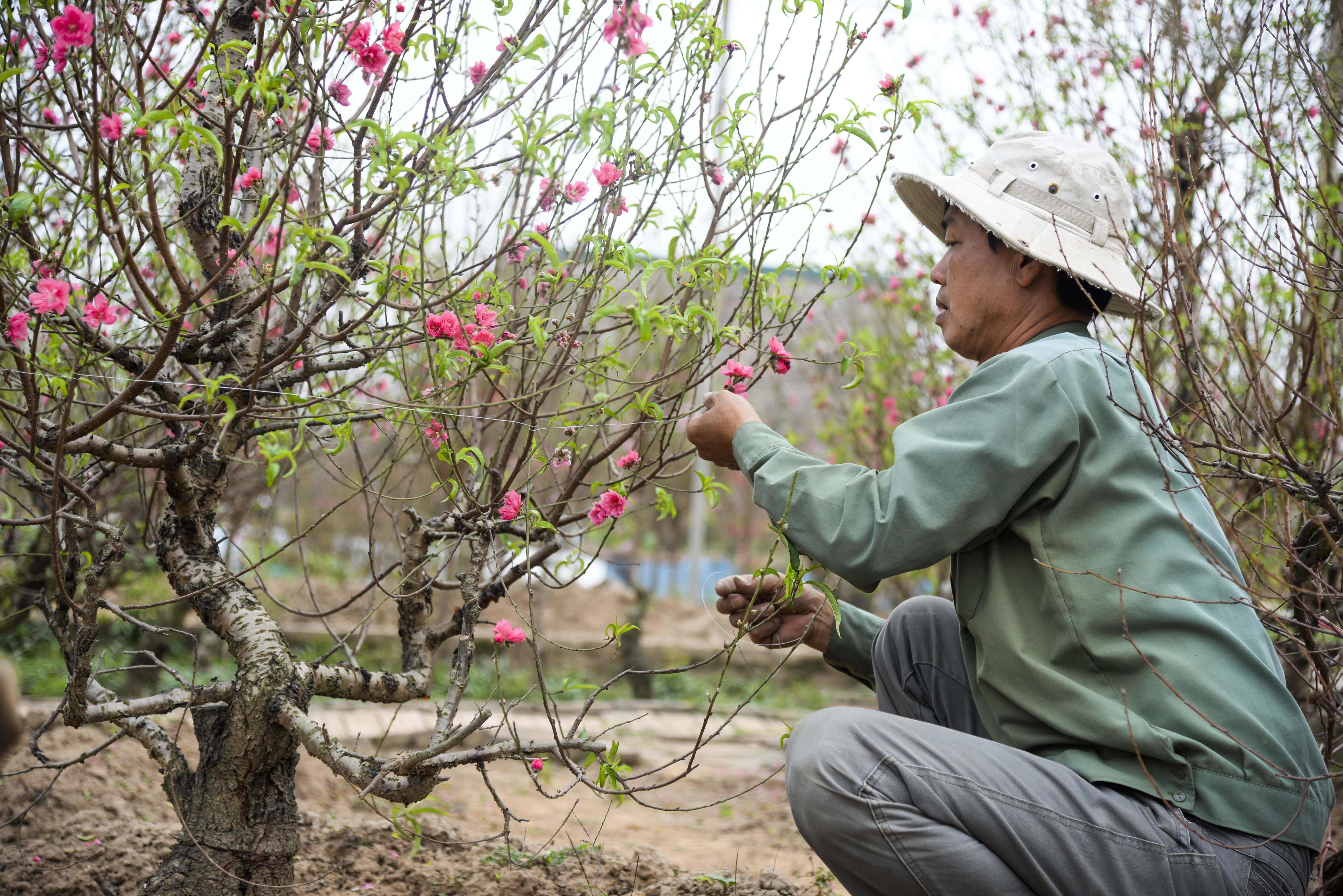 gia ban dao tet anh 2