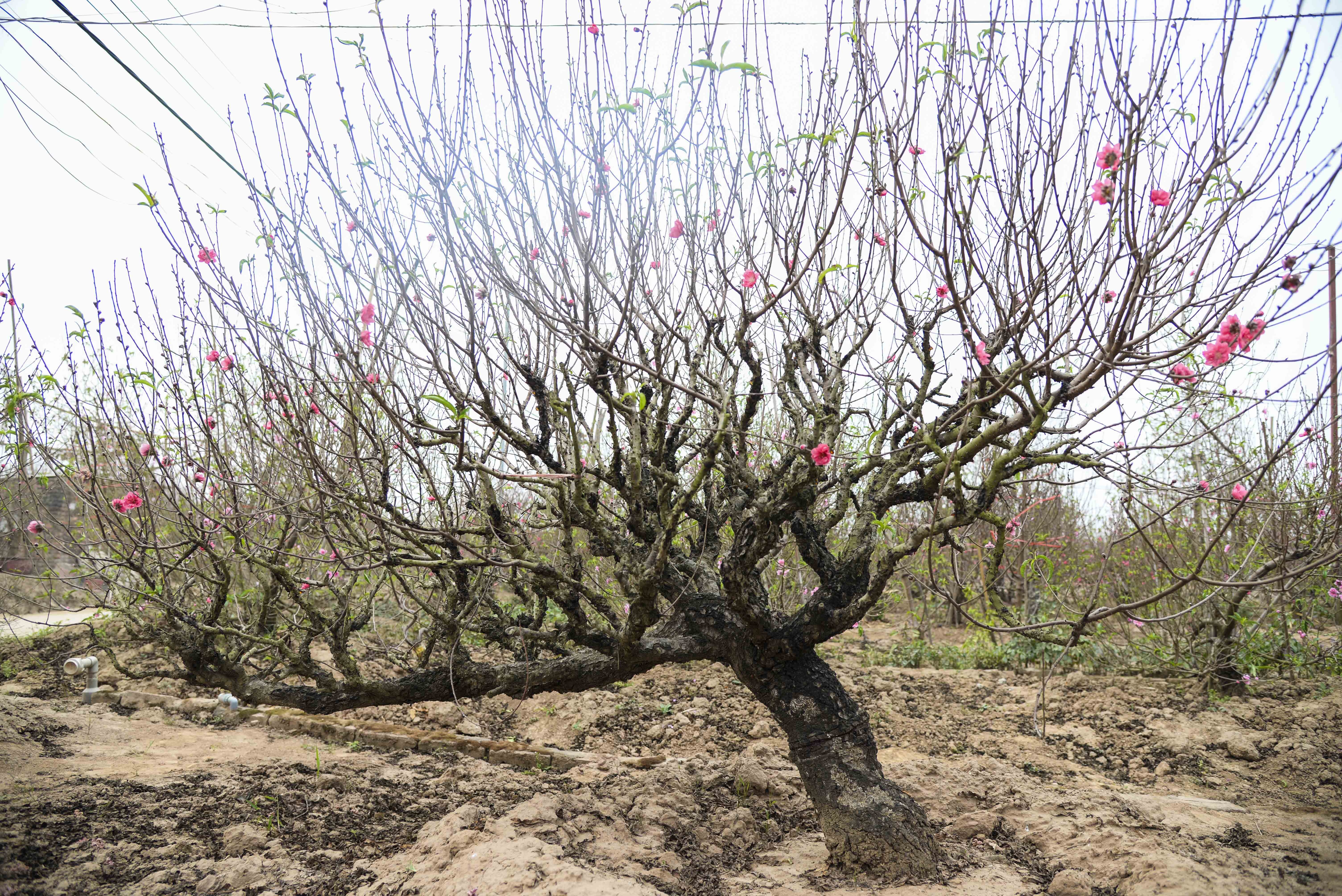 gia ban dao tet anh 3