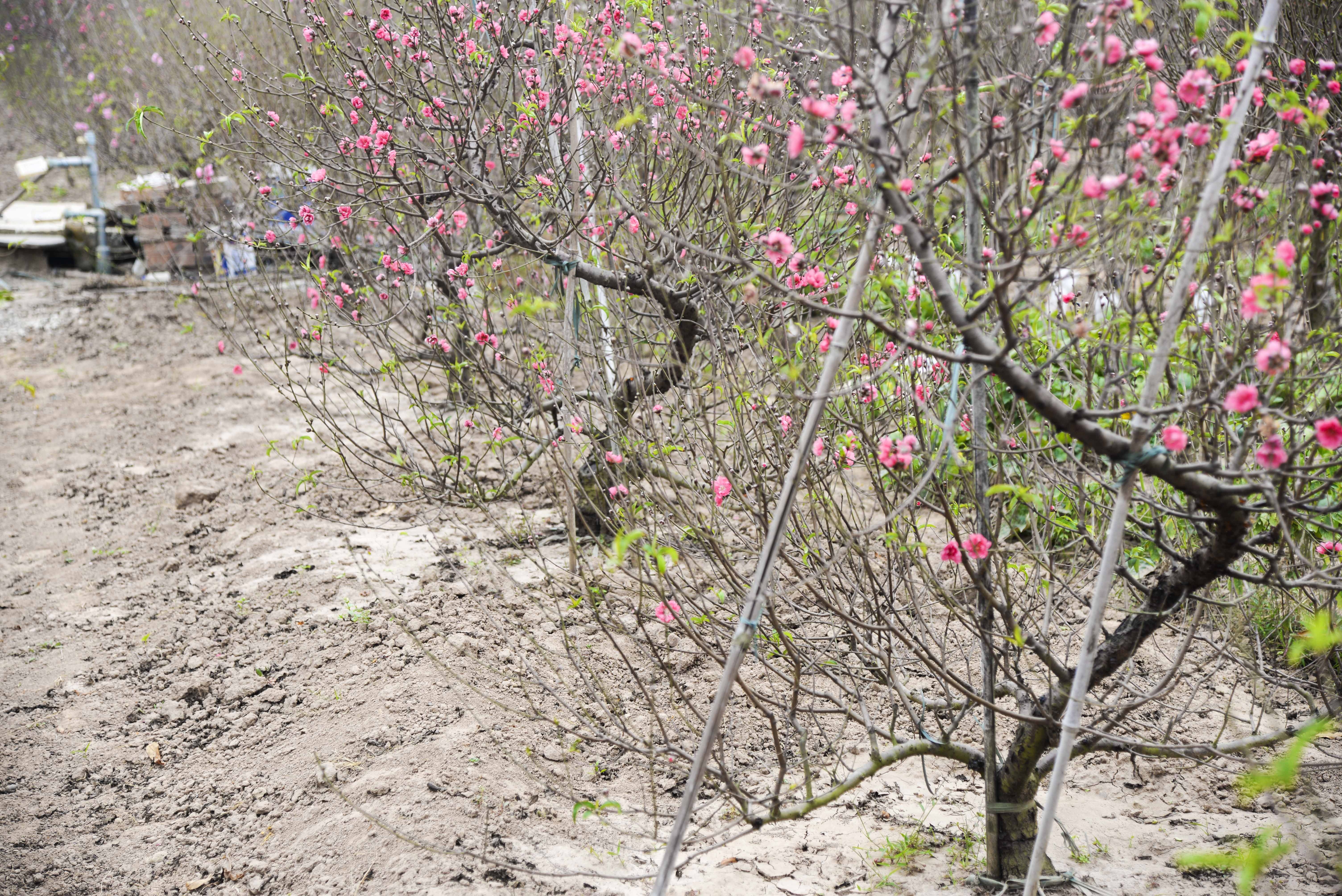 gia ban dao tet anh 4