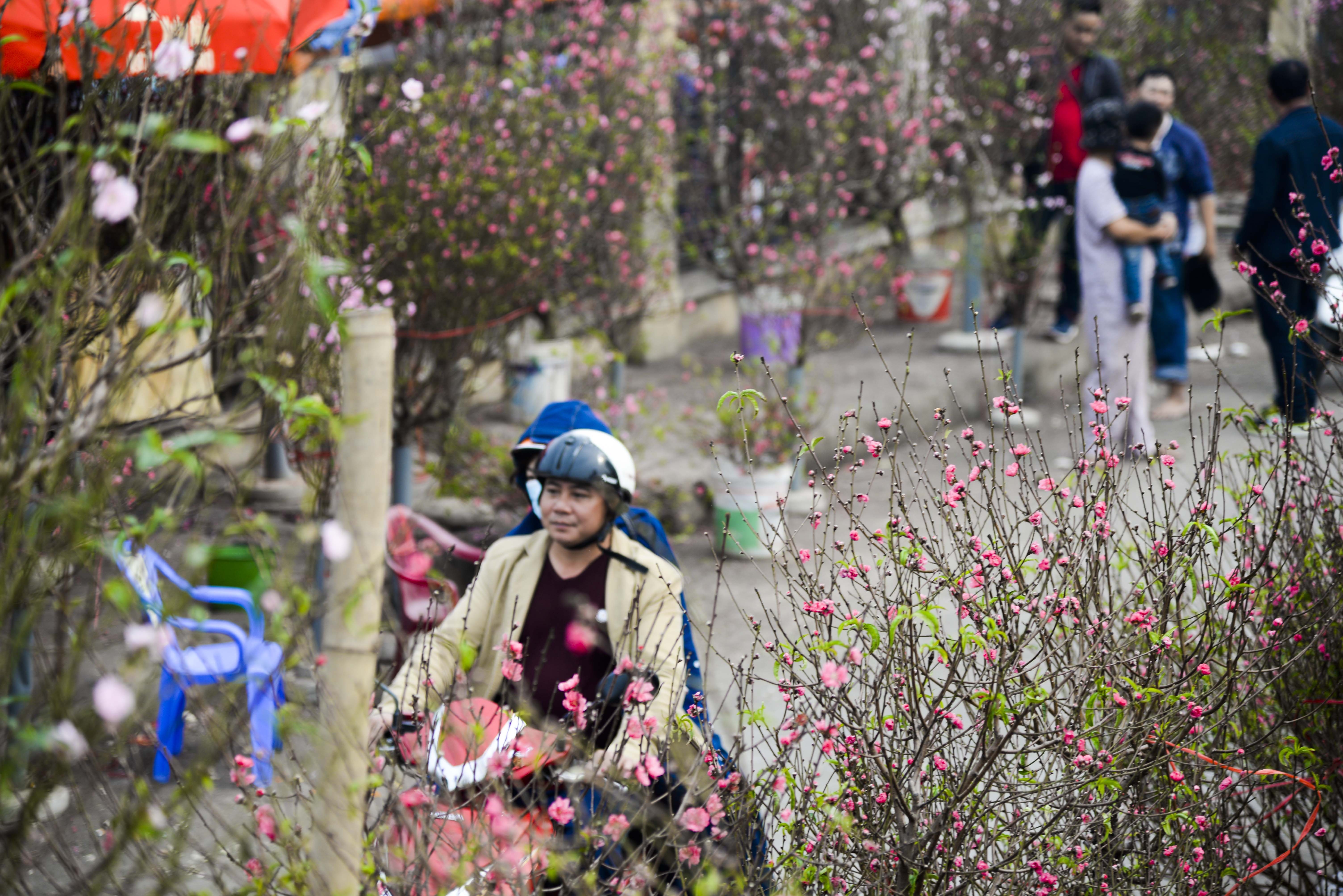 gia ban dao tet anh 6