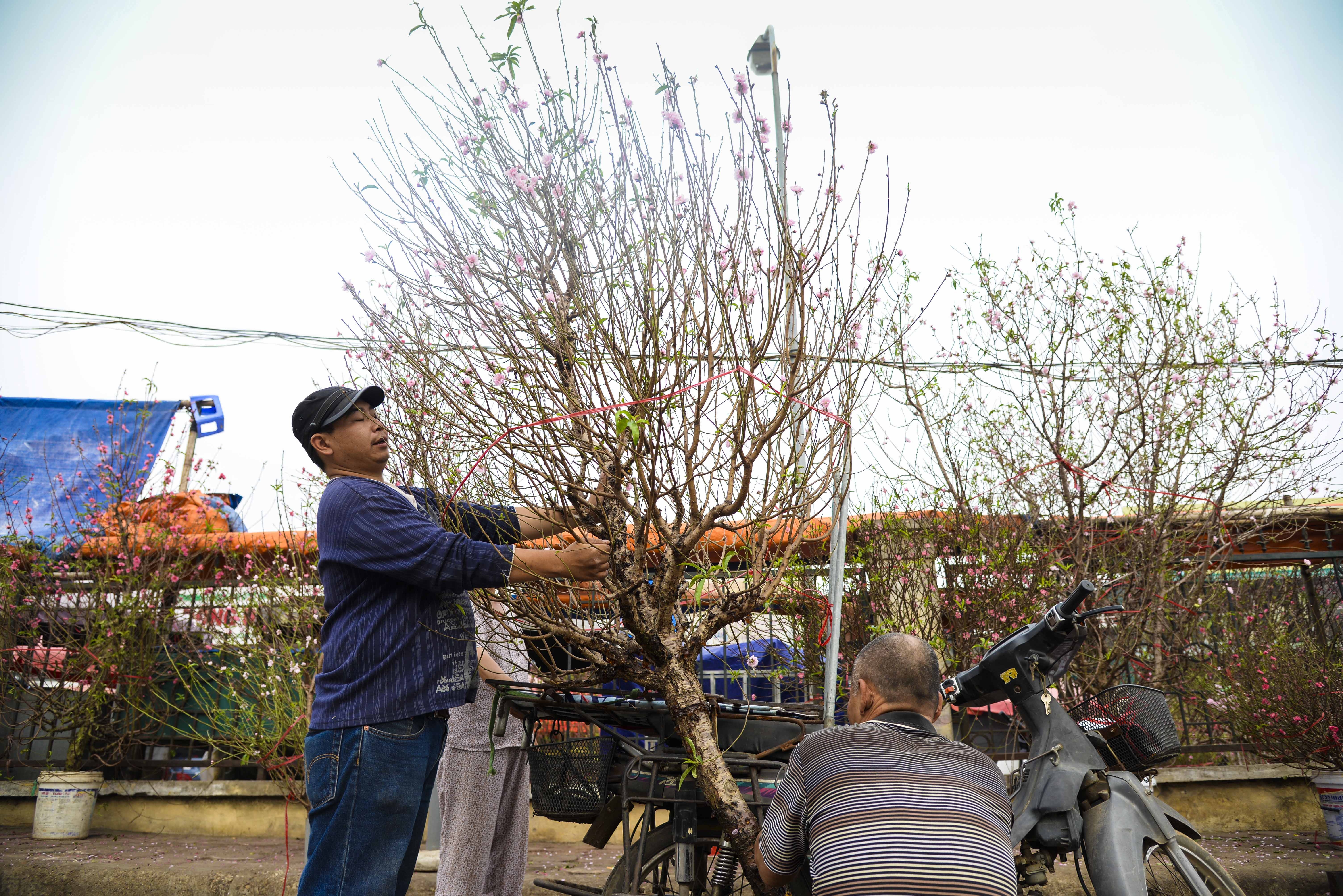 gia ban dao tet anh 7