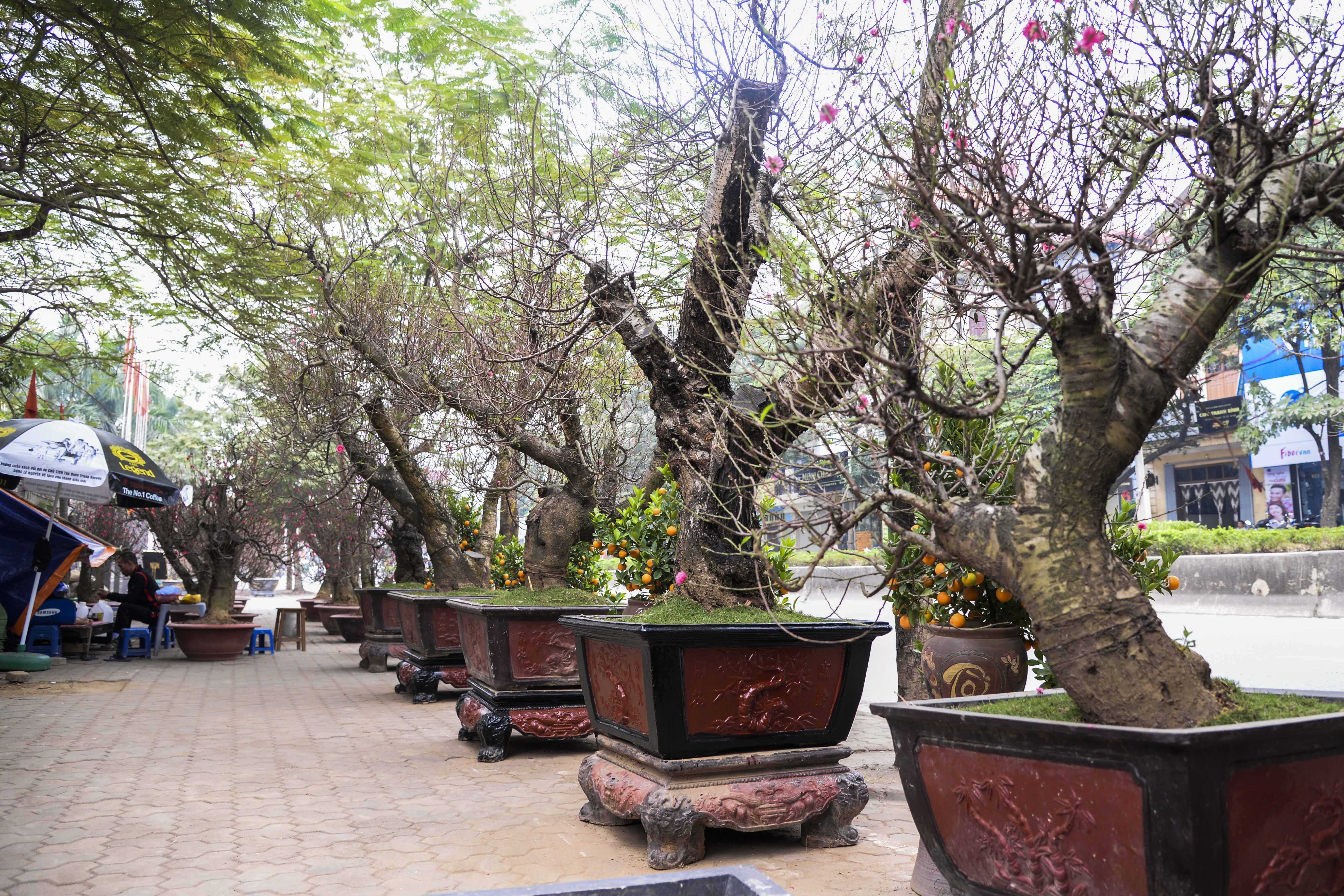 gia ban dao tet anh 8