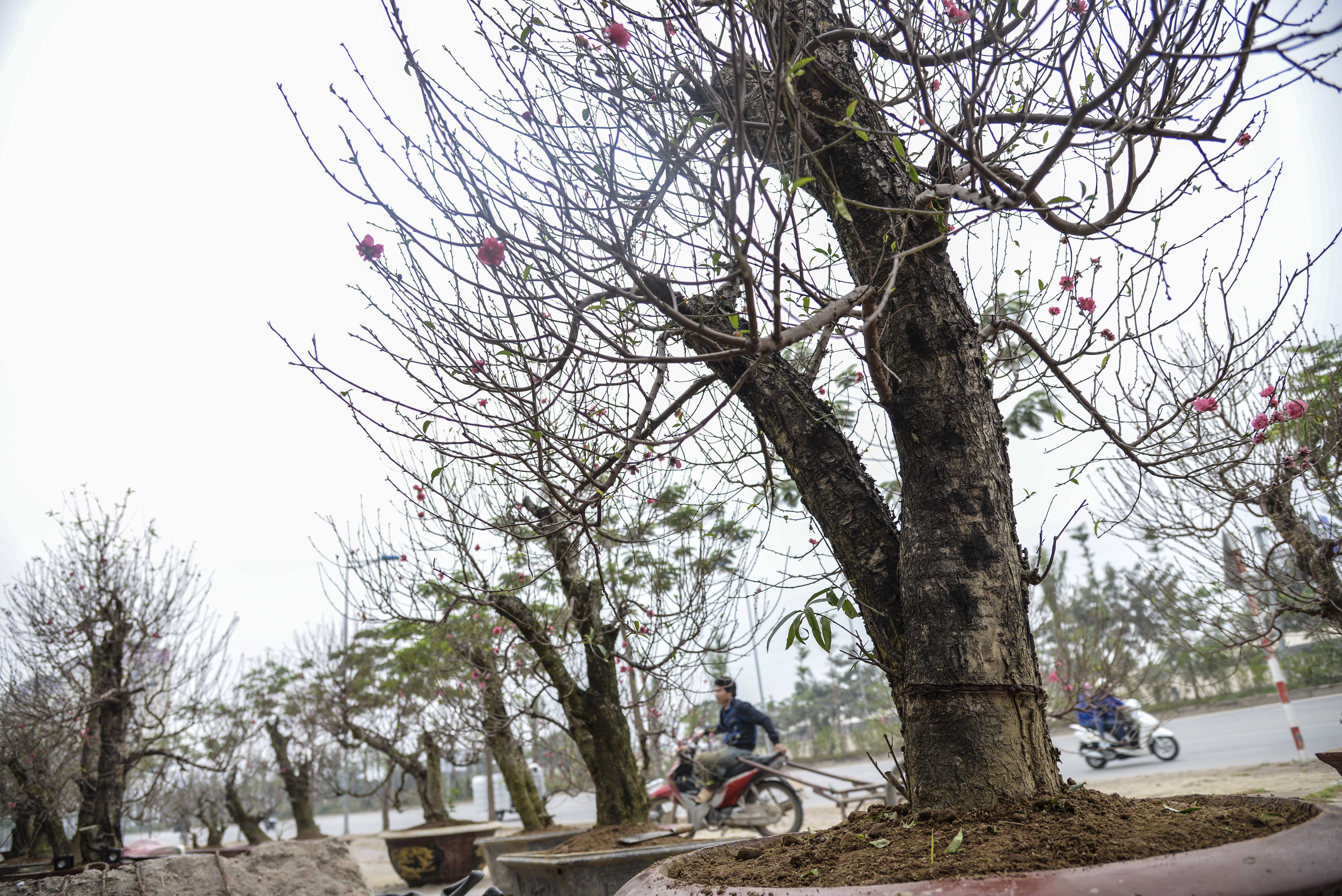 gia ban dao tet anh 9