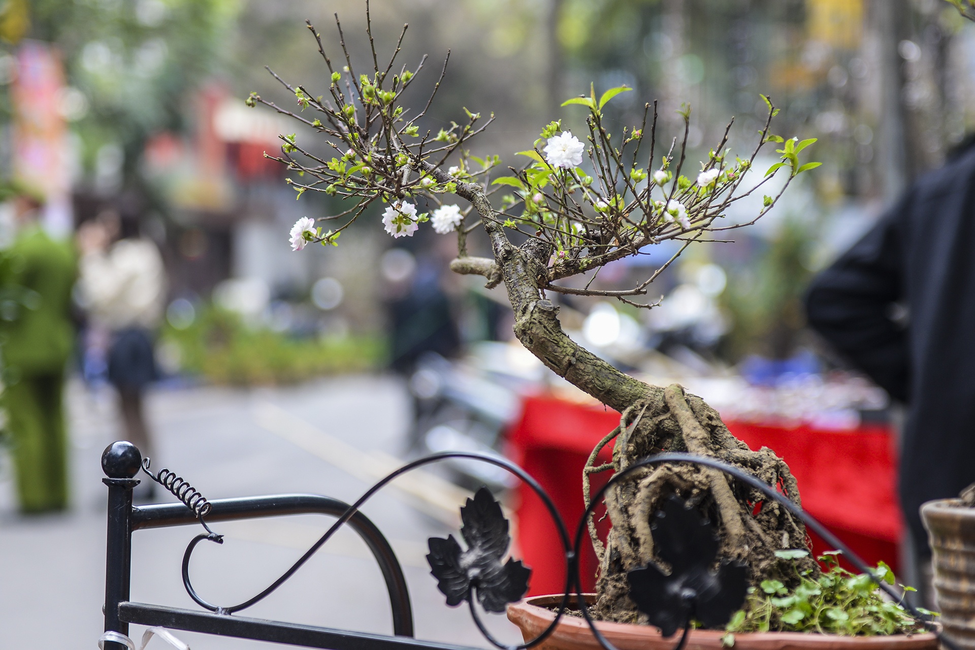 Cho hoa Hang Luoc tap nap nguoi mua sam anh 12