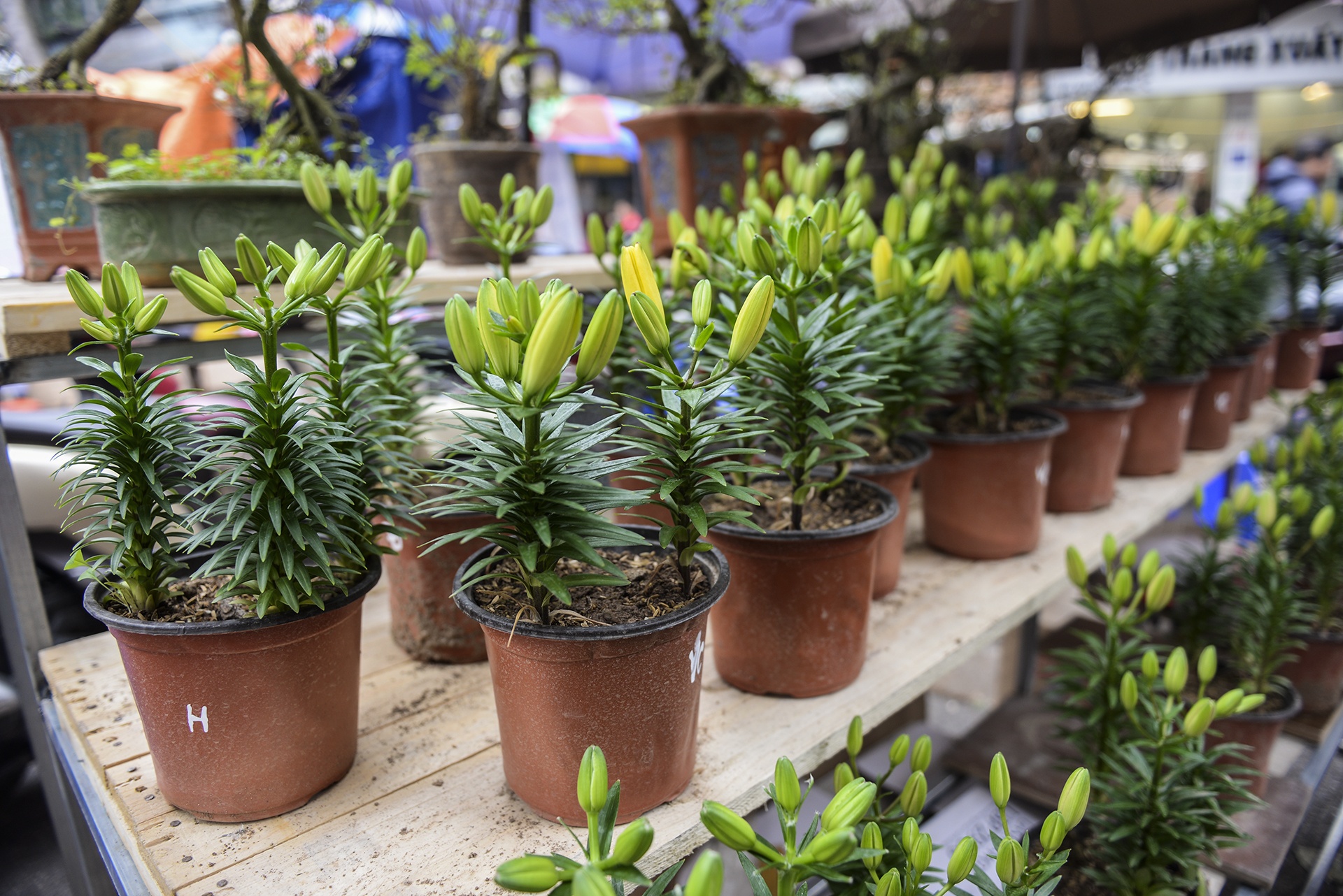 Cho hoa Hang Luoc tap nap nguoi mua sam anh 13