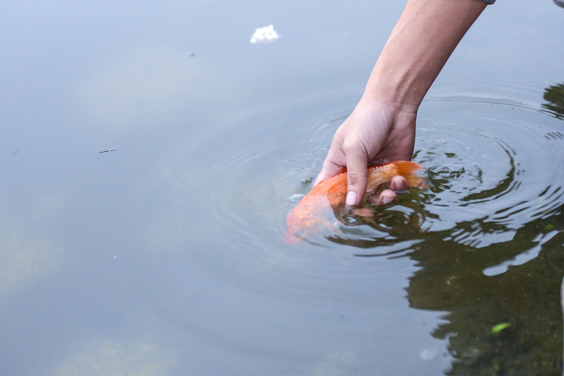 Le cung tien Tao quan cua mot gia dinh anh 15