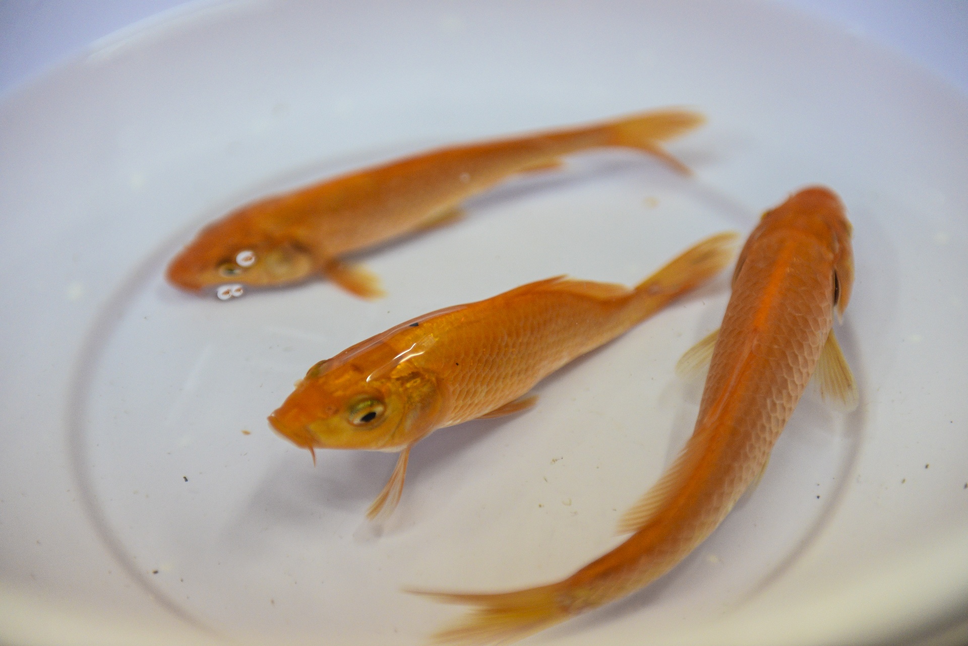 Le cung tien Tao quan cua mot gia dinh anh 6