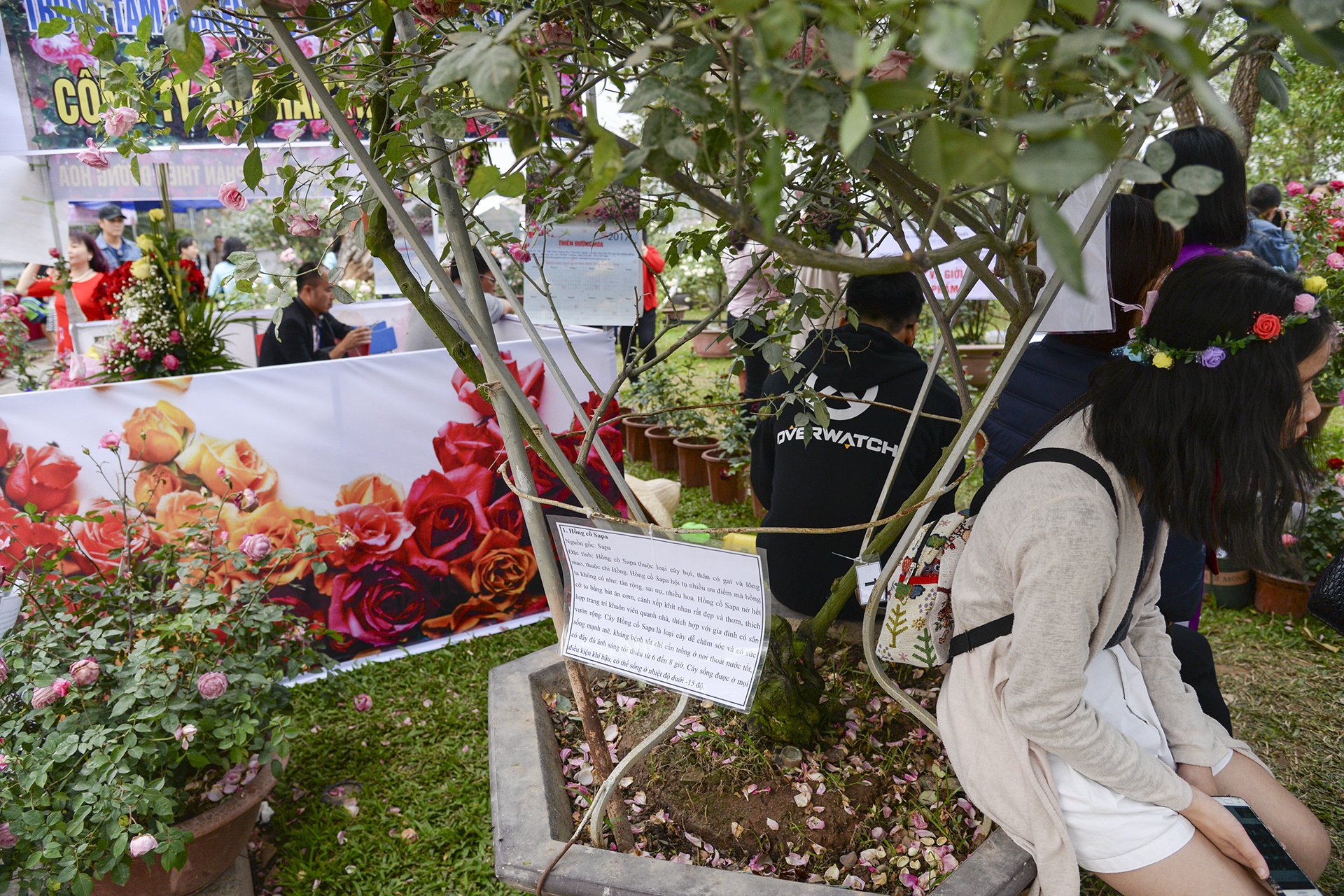 Le hoi hoa hong Bulgaria anh 12