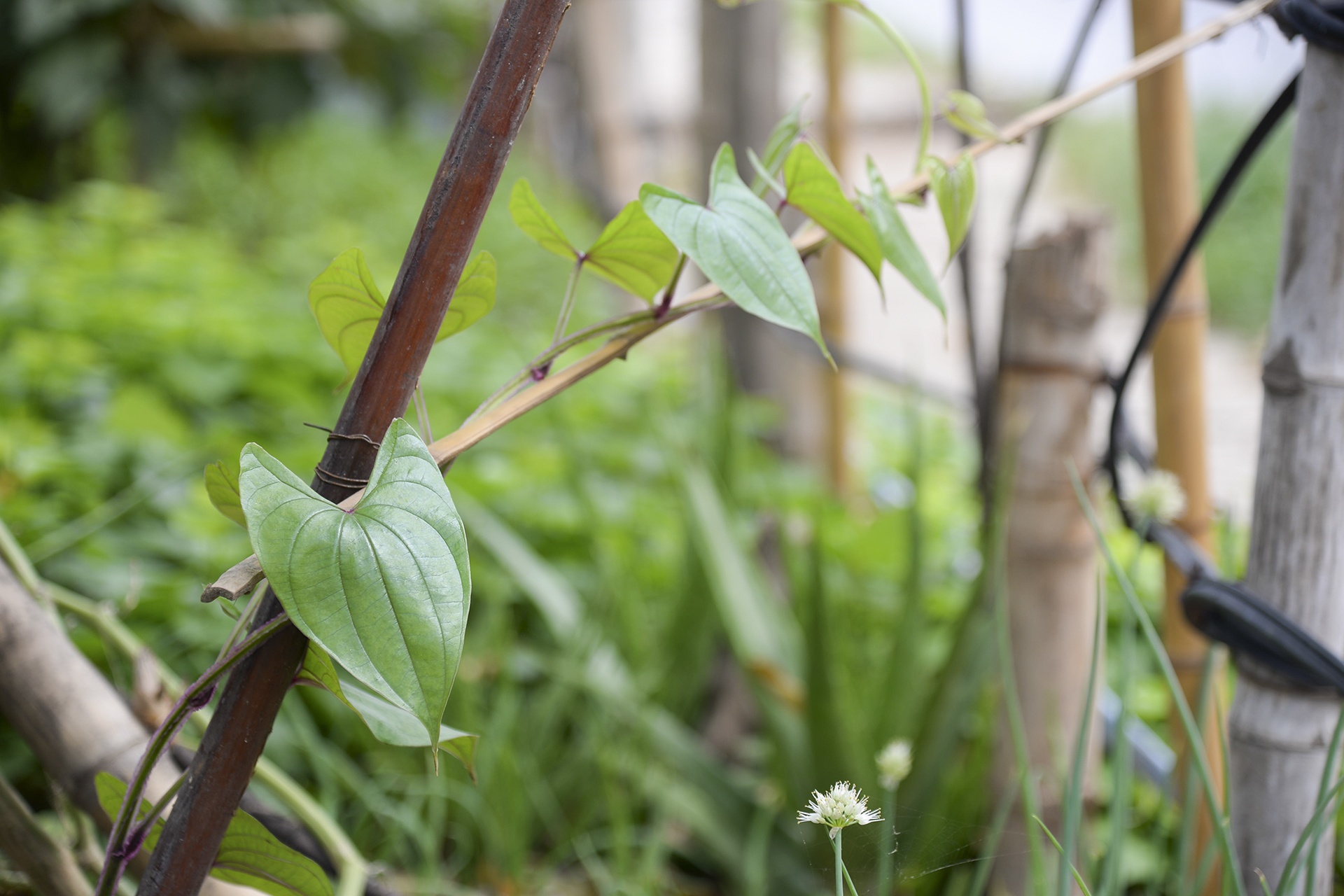 Nguoi thu do trong rau anh 9