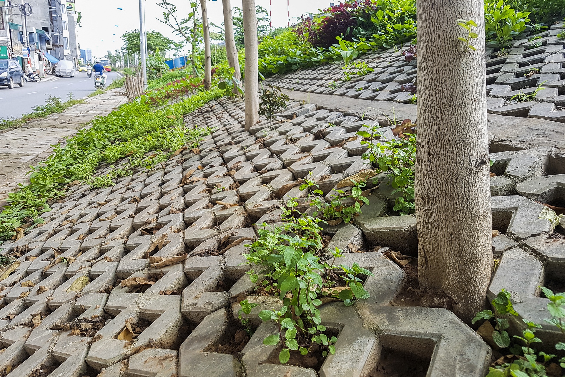 Nguoi thu do trong rau anh 11