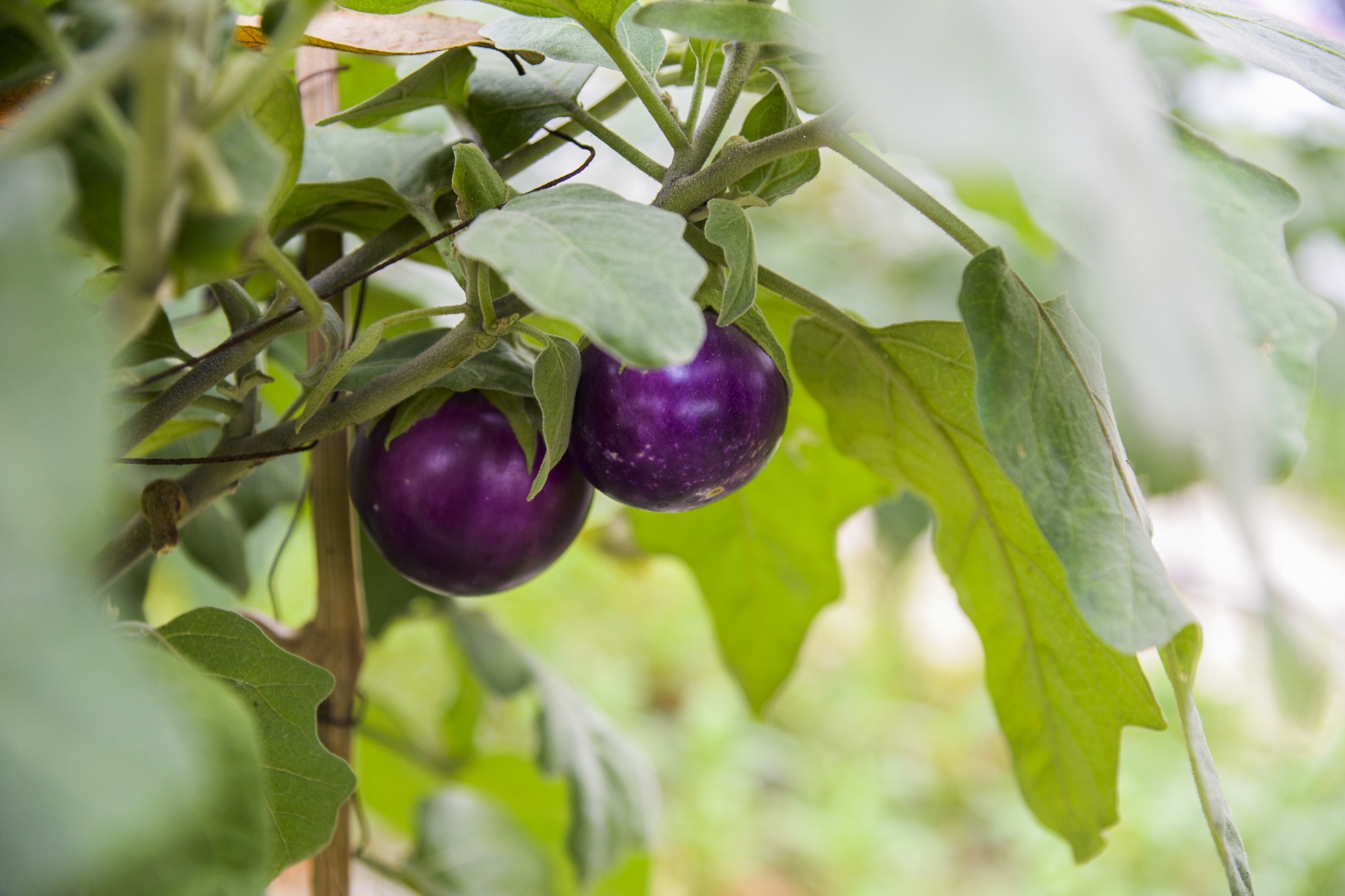 Nguoi thu do trong rau anh 12