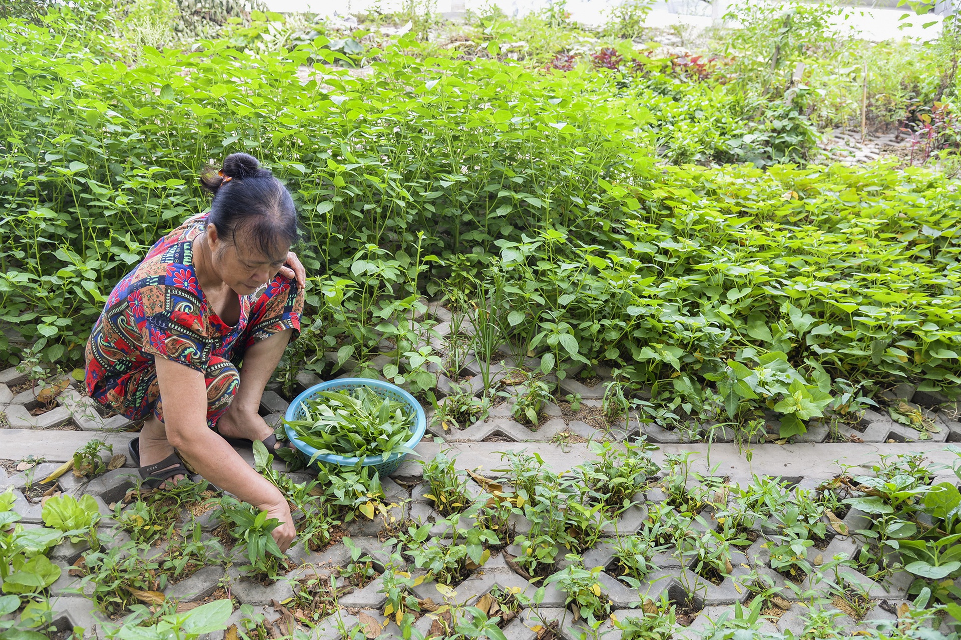 Nguoi thu do trong rau anh 13