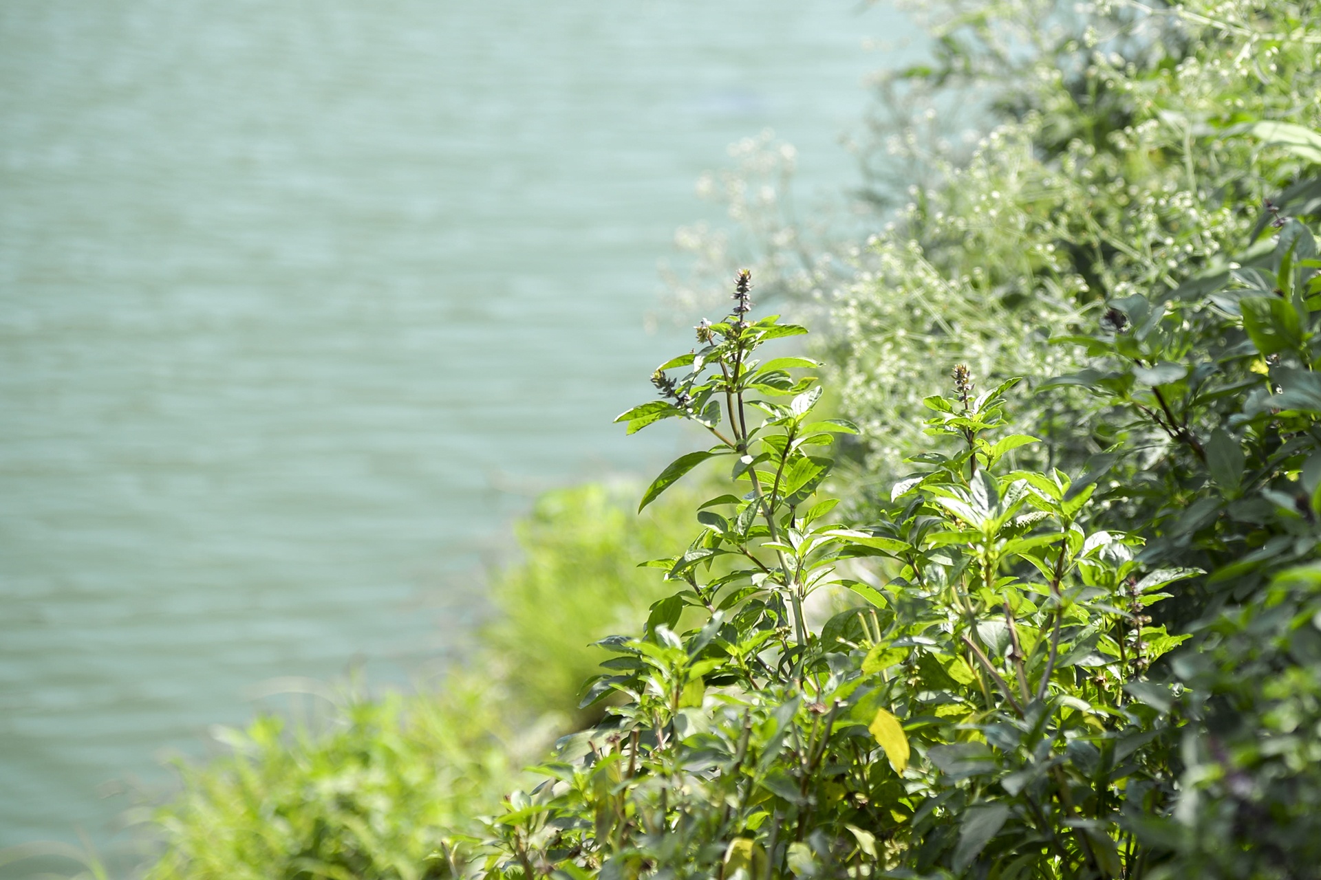 Nguoi thu do trong rau anh 15