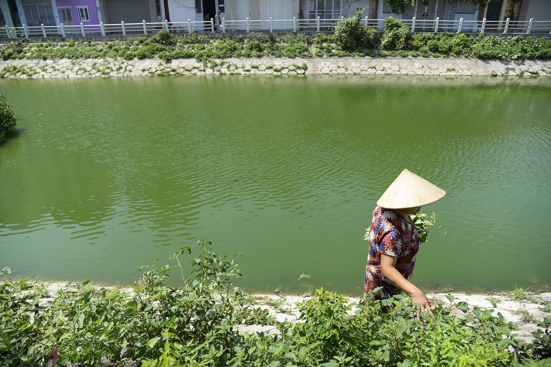 Nguoi thu do trong rau anh 16