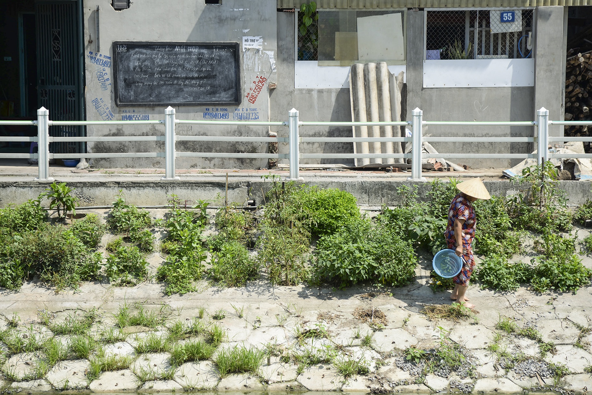 Nguoi thu do trong rau anh 17