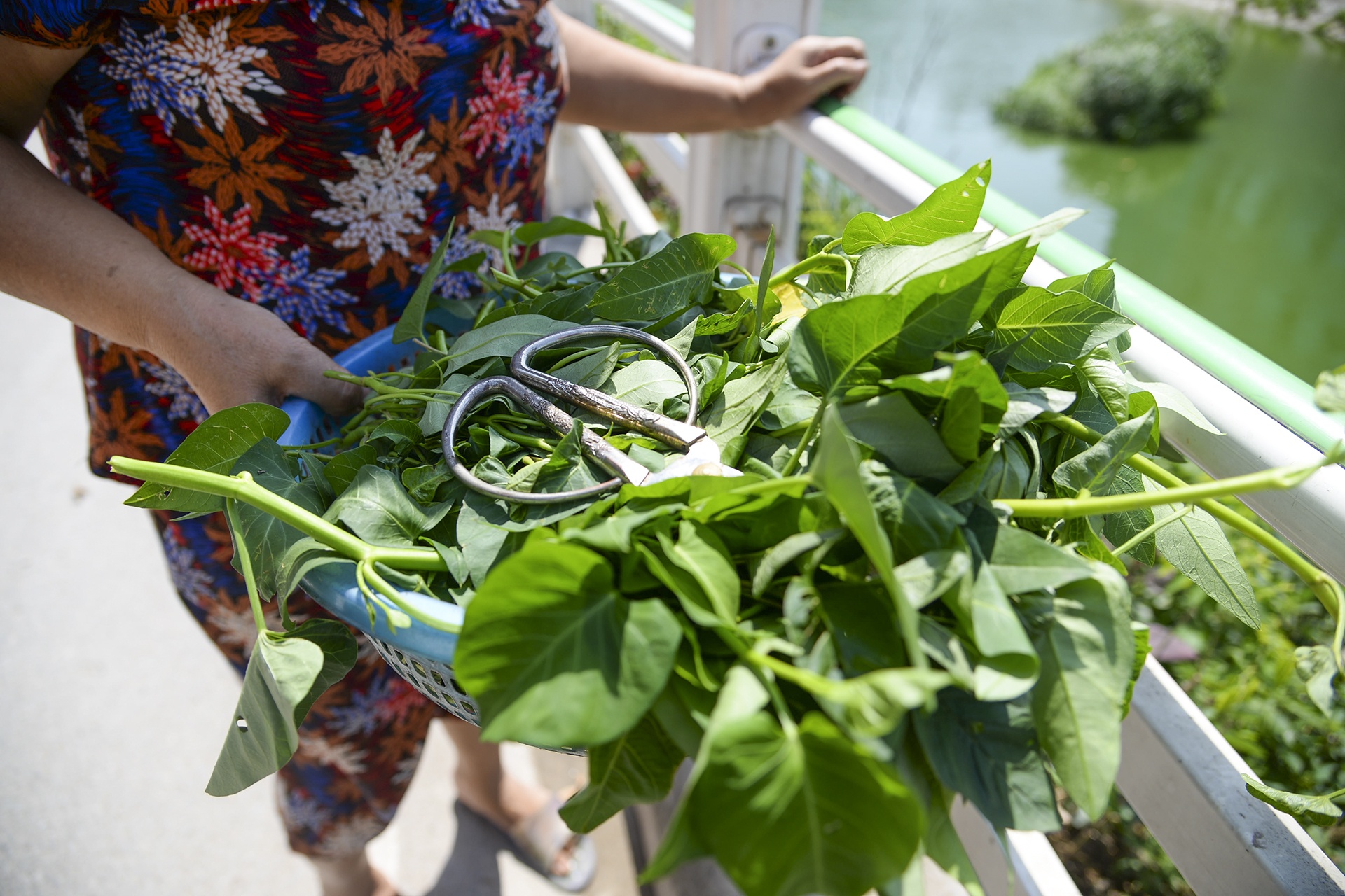 Trong rau trong hoc be tong cua nguoi dan thu do hinh anh