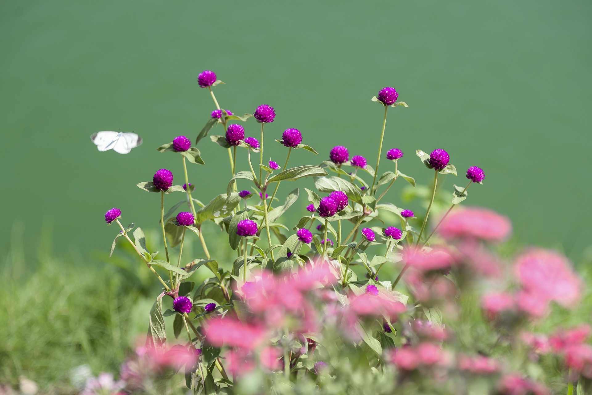 Nguoi thu do trong rau anh 20