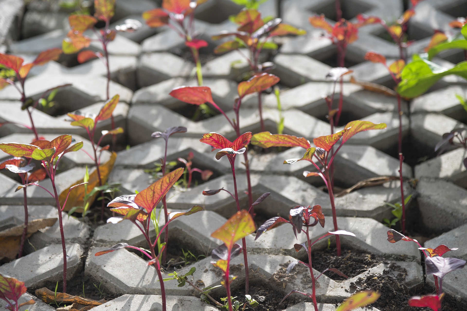 Kieu trong rau 'co mot khong hai' doc con duong 6.000 ty o Ha Noi hinh anh