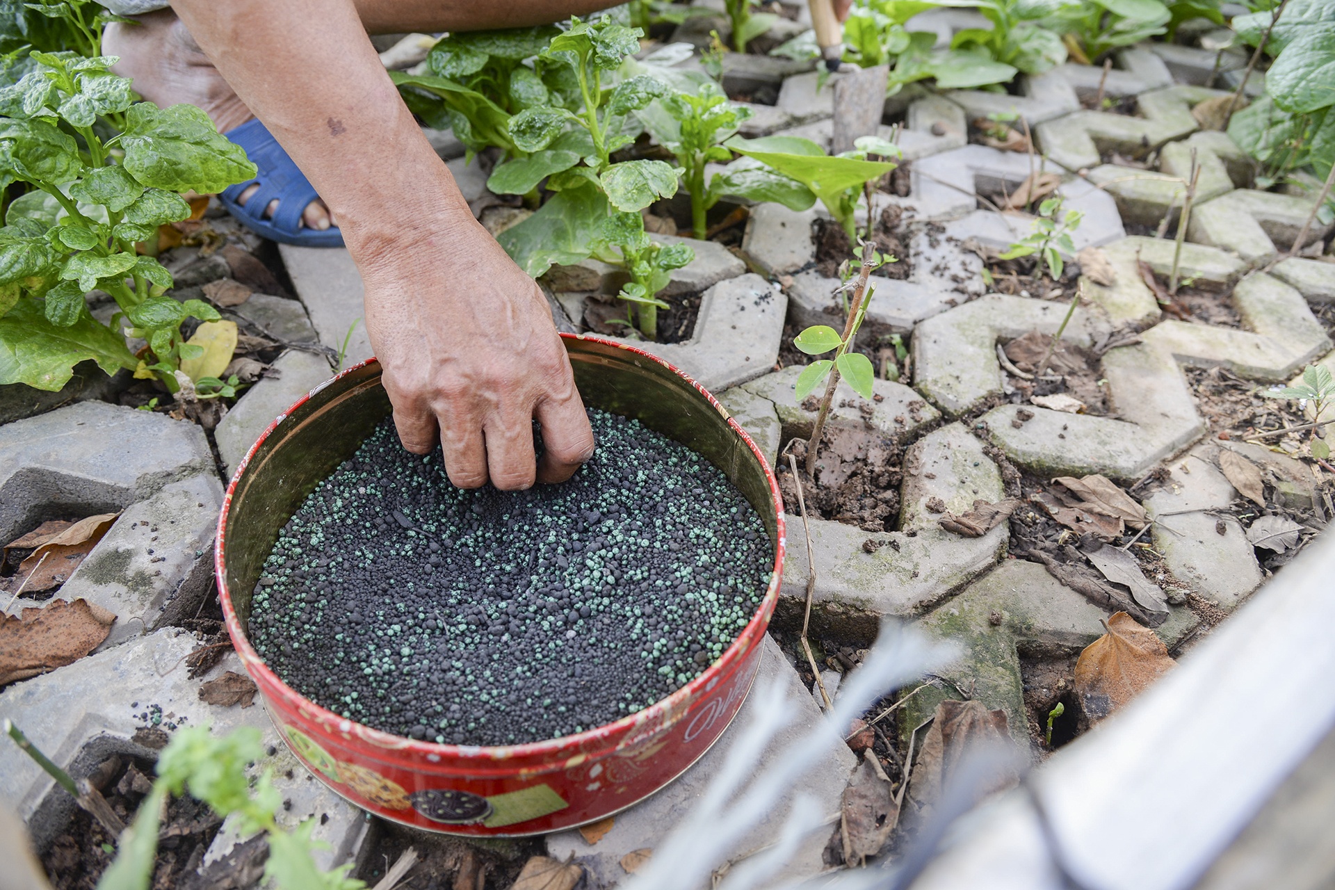 Nguoi thu do trong rau anh 5